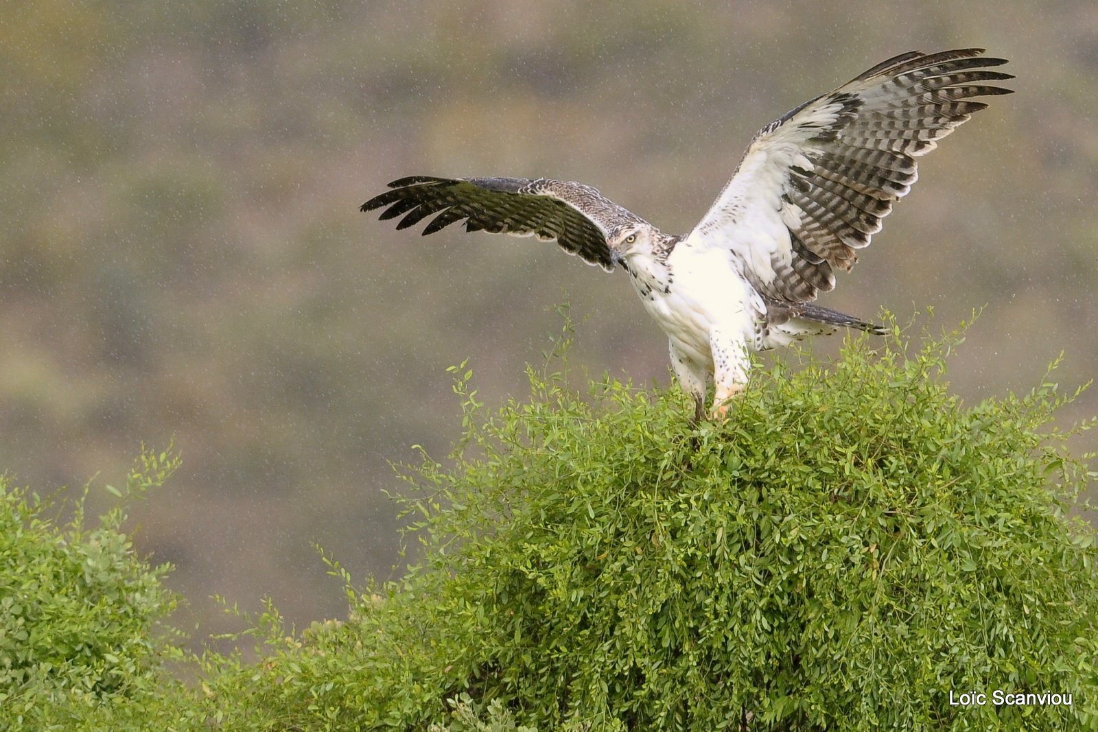 Aigle martial juvénile/Juvenile Martial Eagle (5)