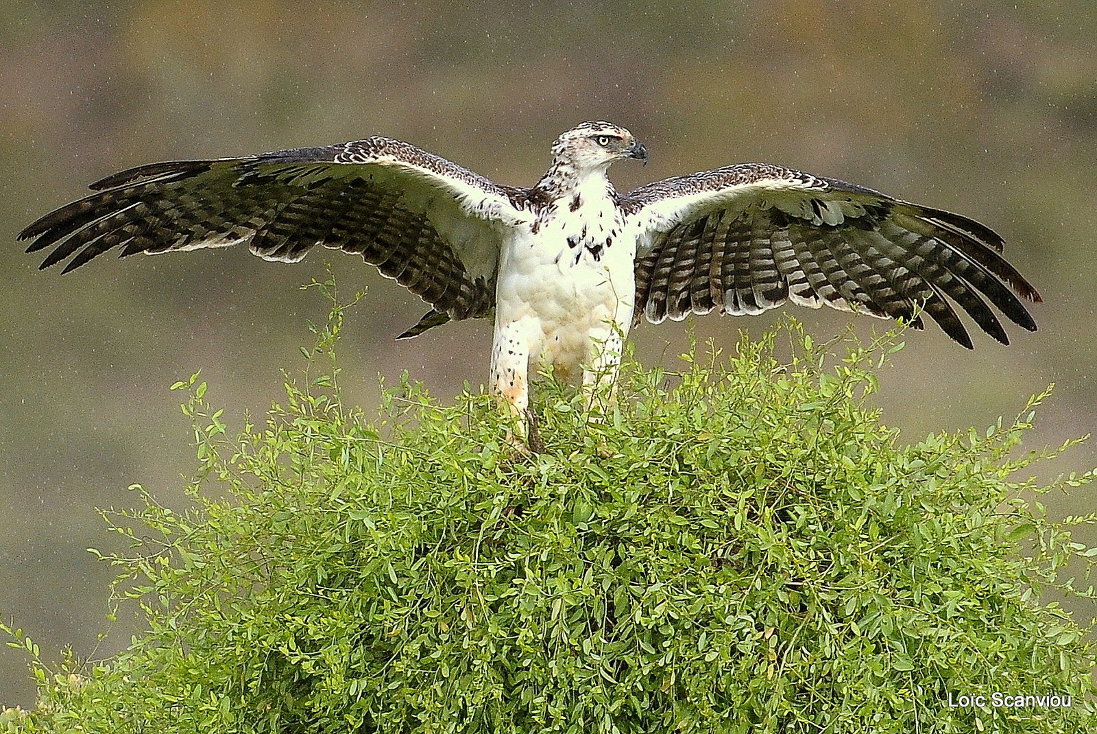 Aigle martial juvénile/Juvenile Martial Eagle (6)