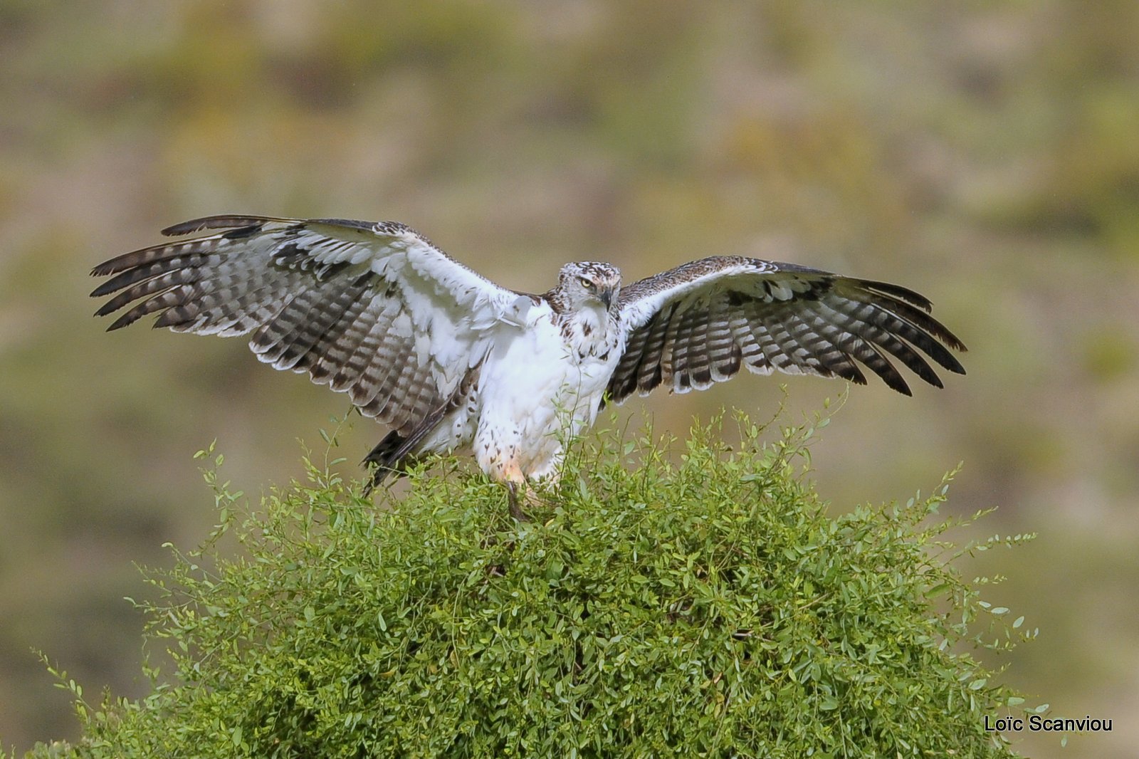 Aigle martial juvénile/Juvenile Martial Eagle (7)