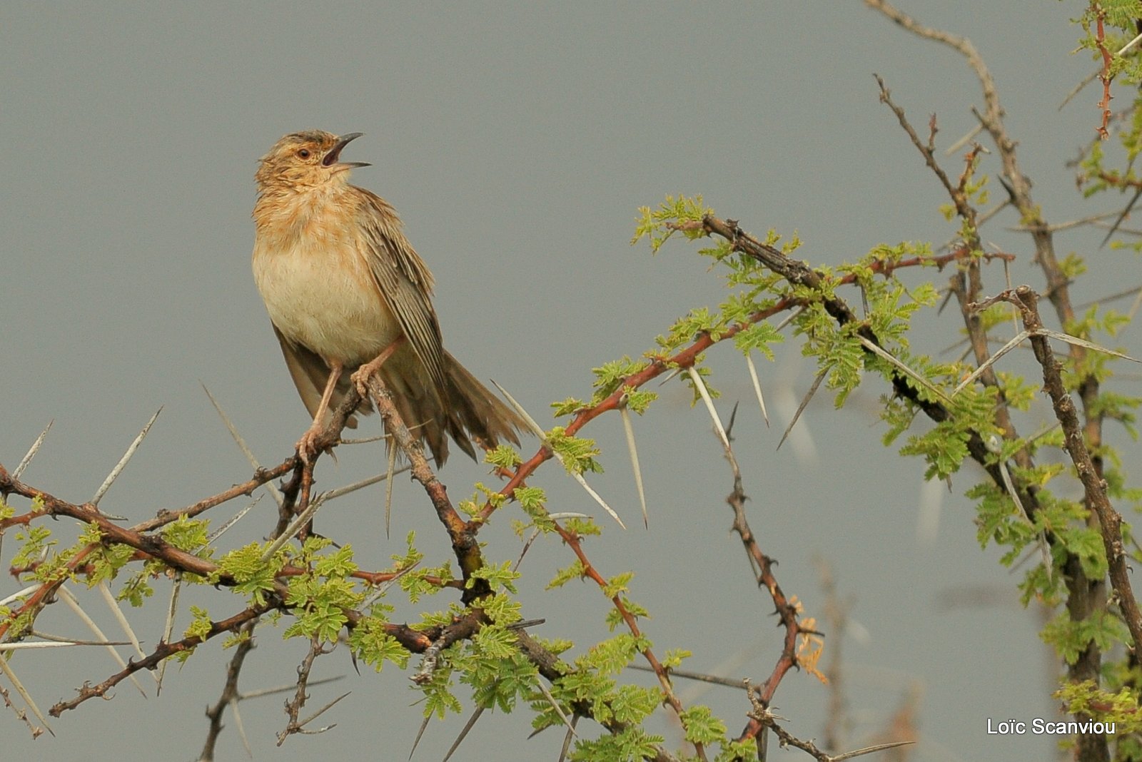 Samburu 2013 (114)