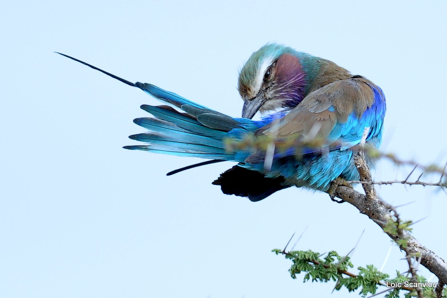 Rollier à longs brins/Lilac-breasted Roller (1)