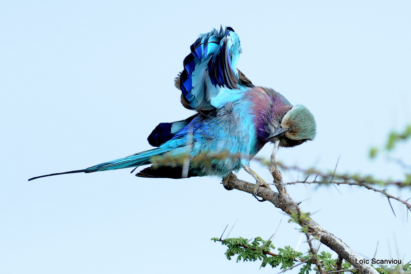 Rollier à longs brins/Lilac-breasted Roller (2)