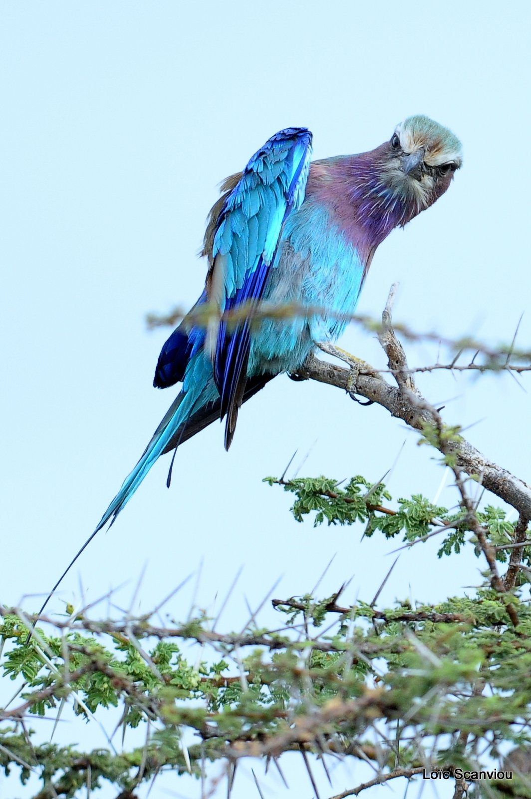 Rollier à longs brins/Lilac-breasted Roller (3)