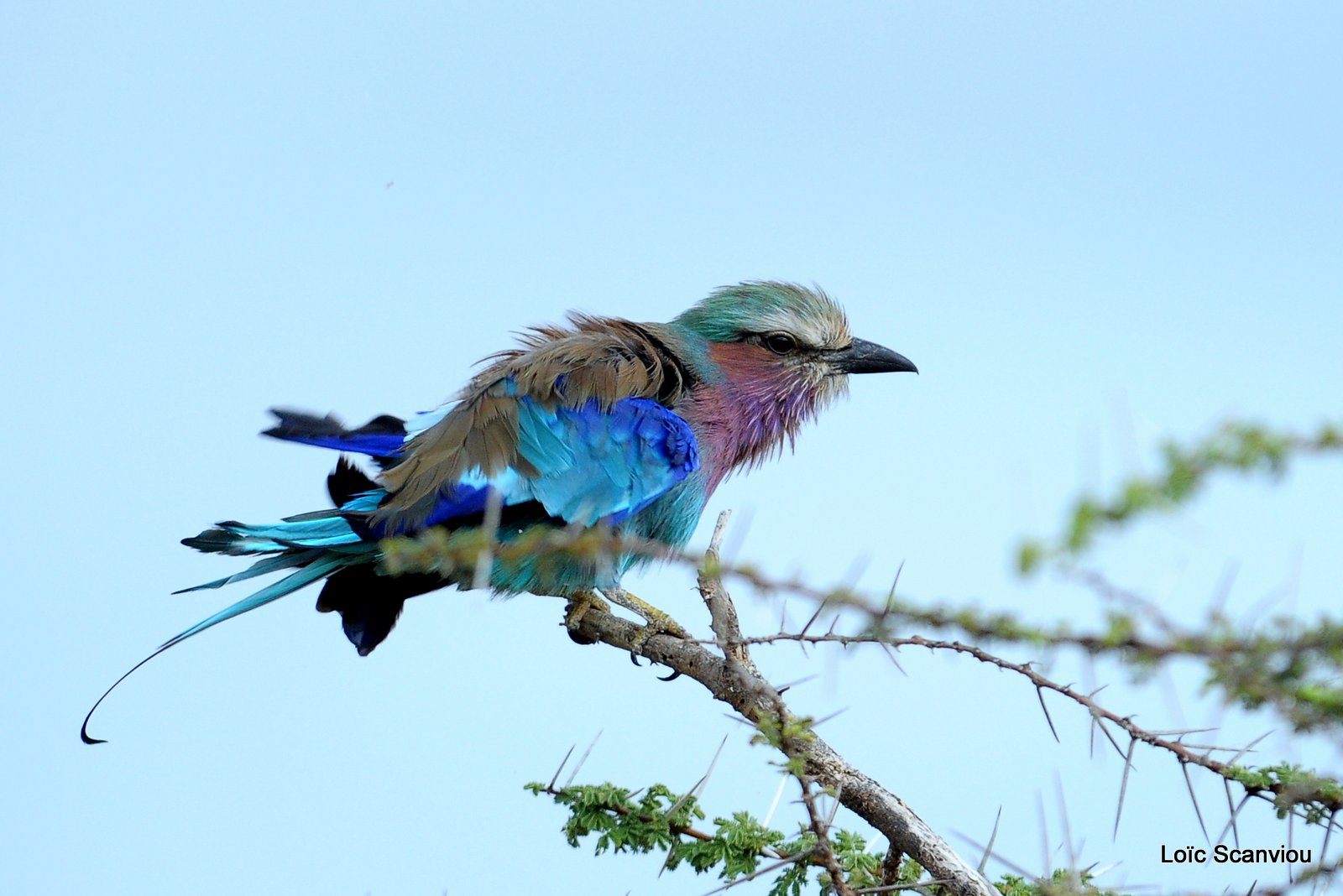 Rollier à longs brins/Lilac-breasted Roller (4)