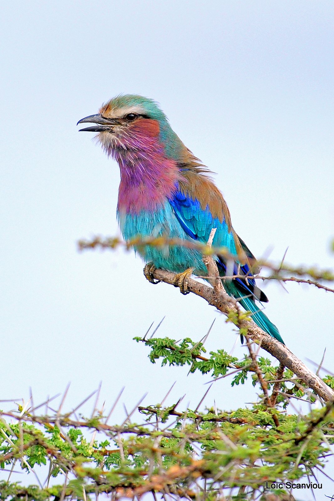 Rollier à longs brins/Lilac-breasted Roller (5)