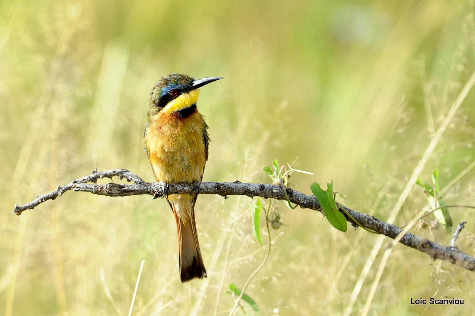 Guêpier nain/Little Bee-Eater (1)