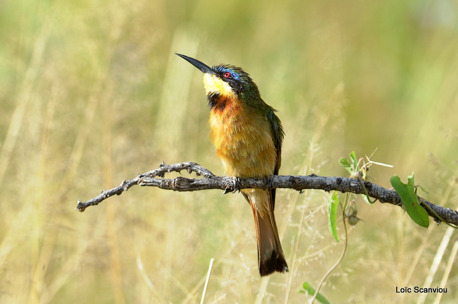 Guêpier nain/Little Bee-Eater 