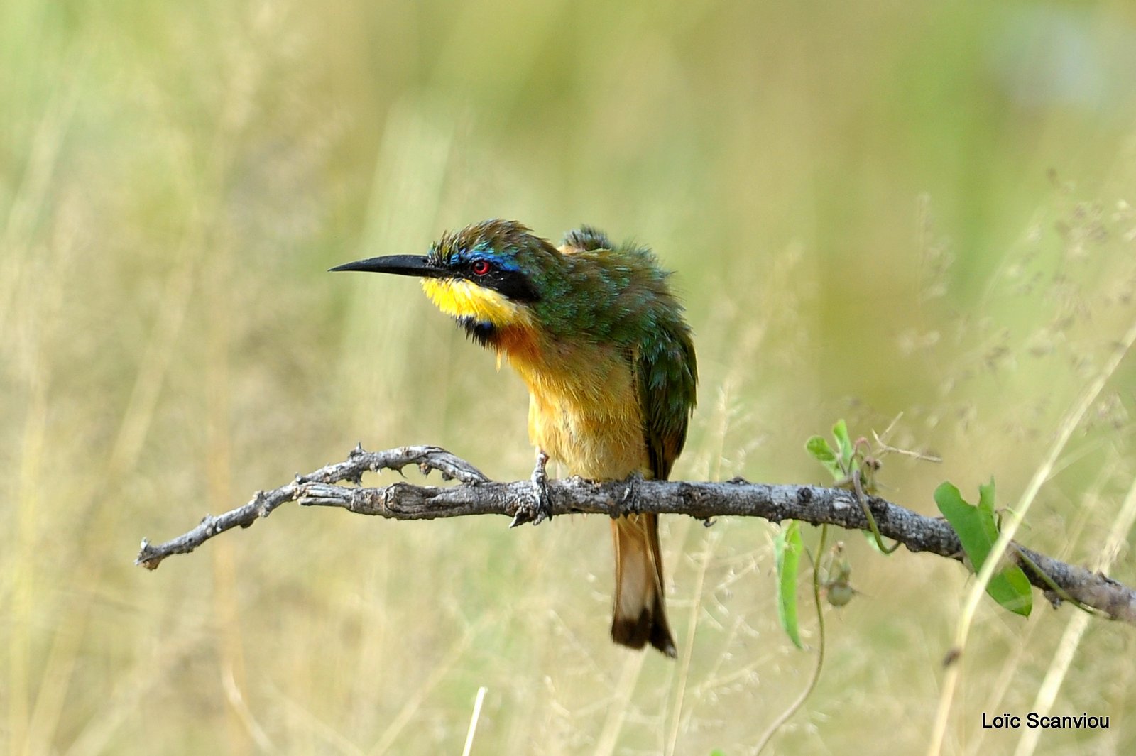 Guêpier nain/Little Bee-Eater (3)