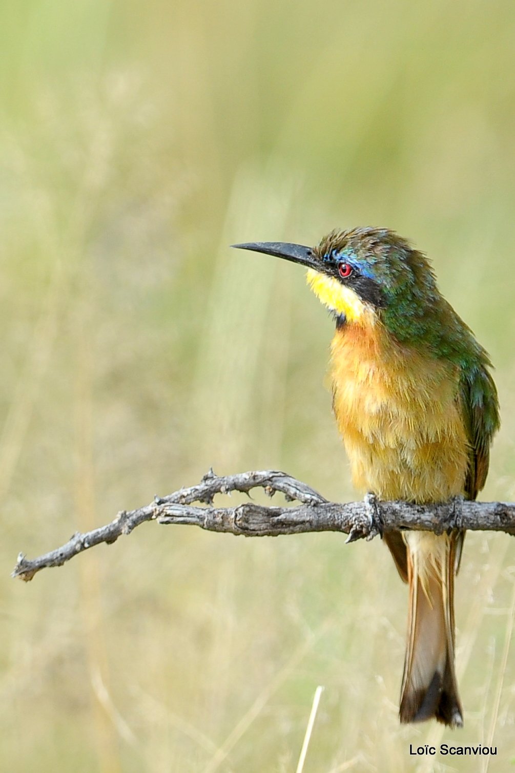 Guêpier nain/Little Bee-Eater (4)