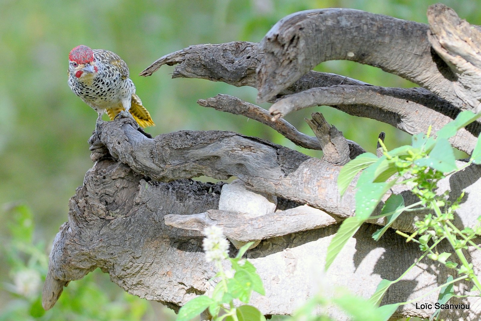 Pic de Nubie/Nubian Woodpecker (1)