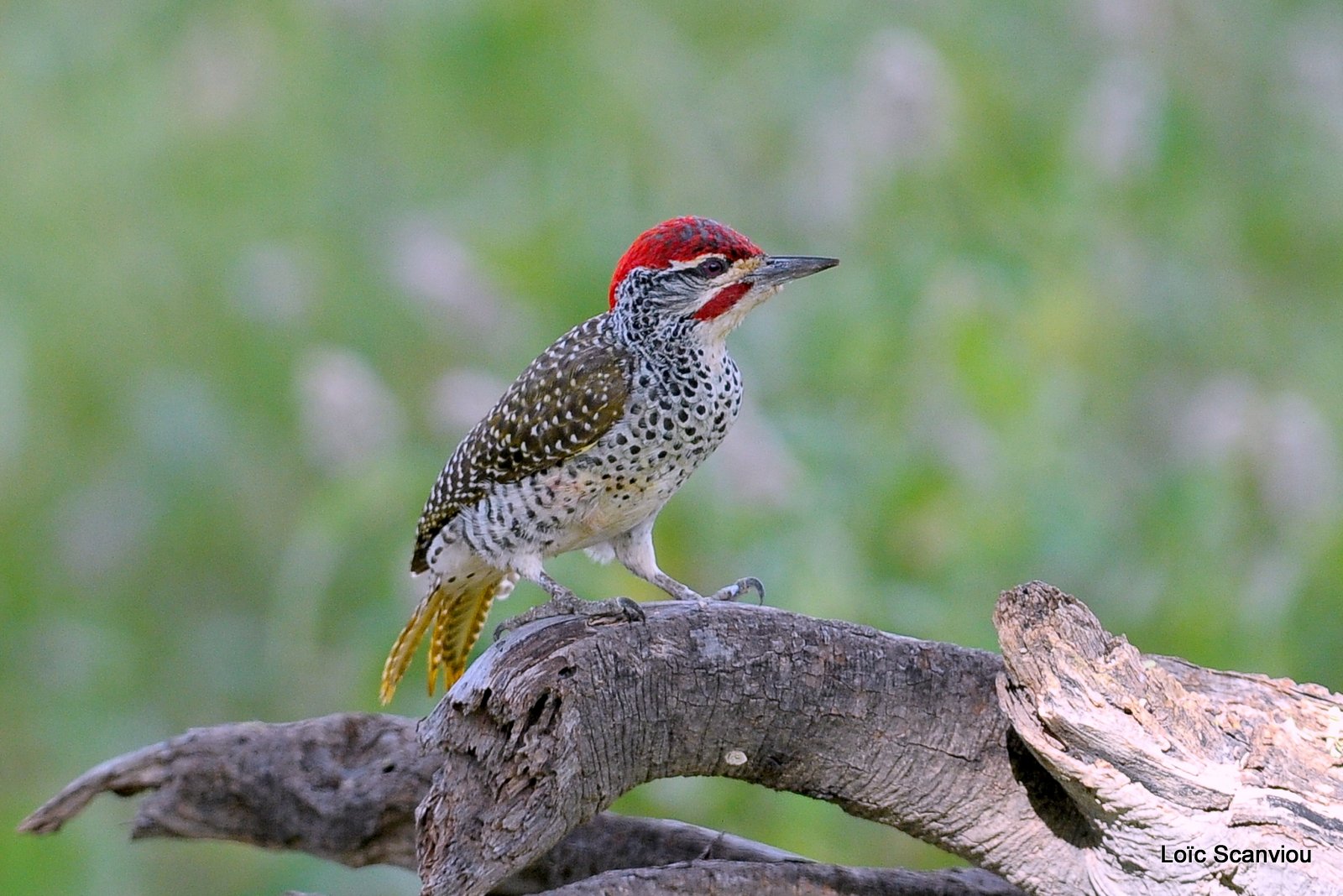 Pic de Nubie/Nubian Woodpecker (2)