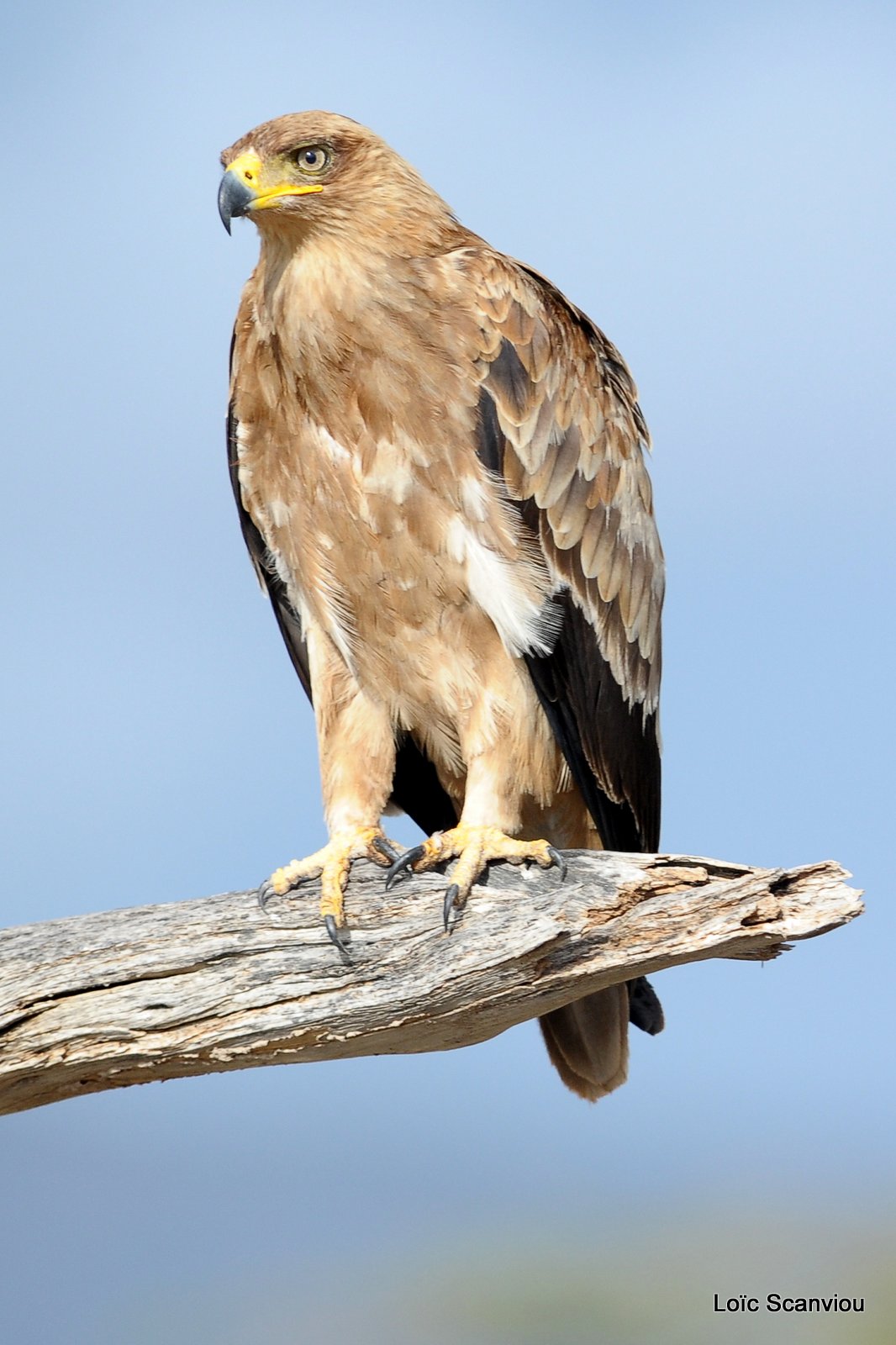 Aigle ravisseur/Tawny Eagle (1)
