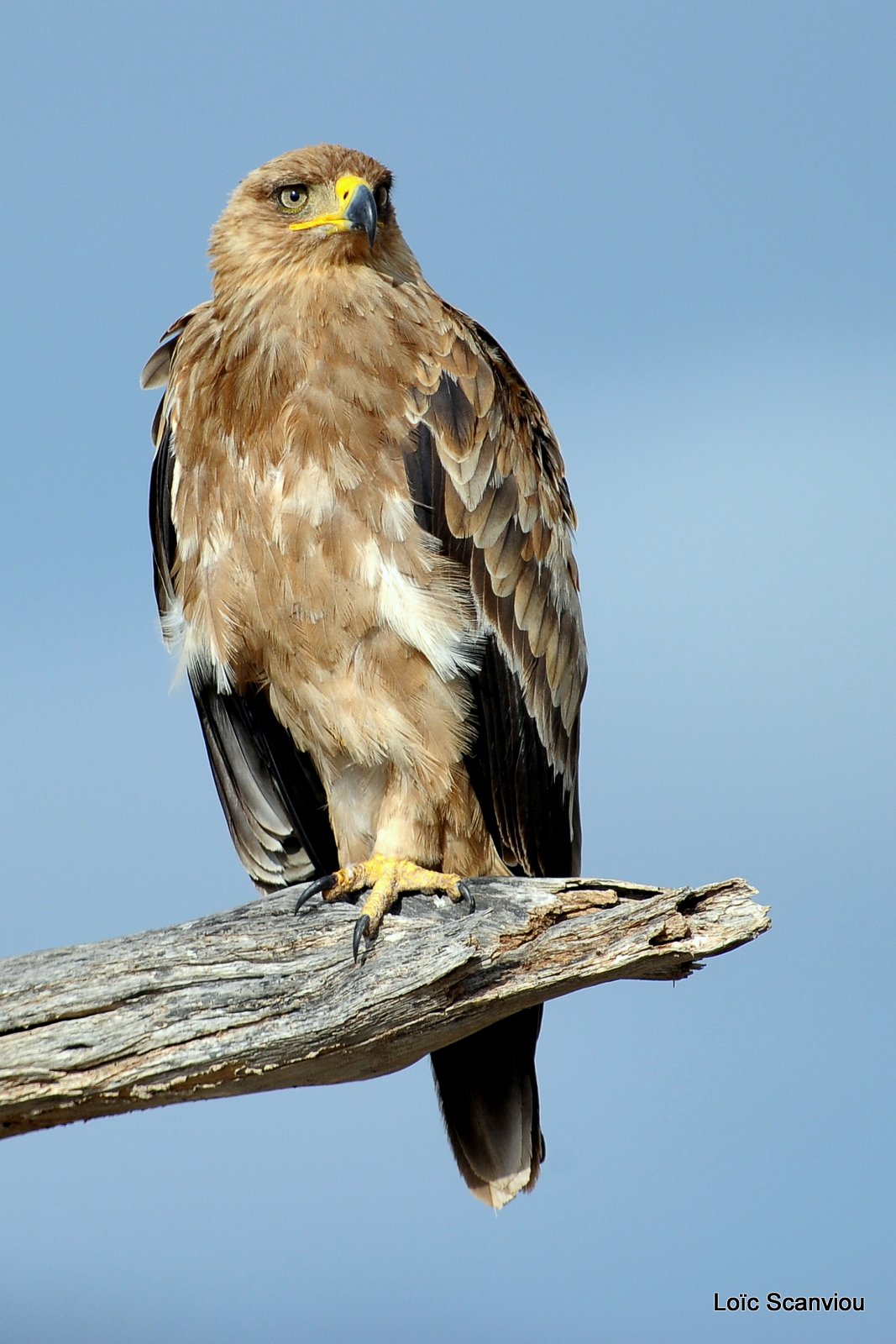 Aigle ravisseur/Tawny Eagle (3)