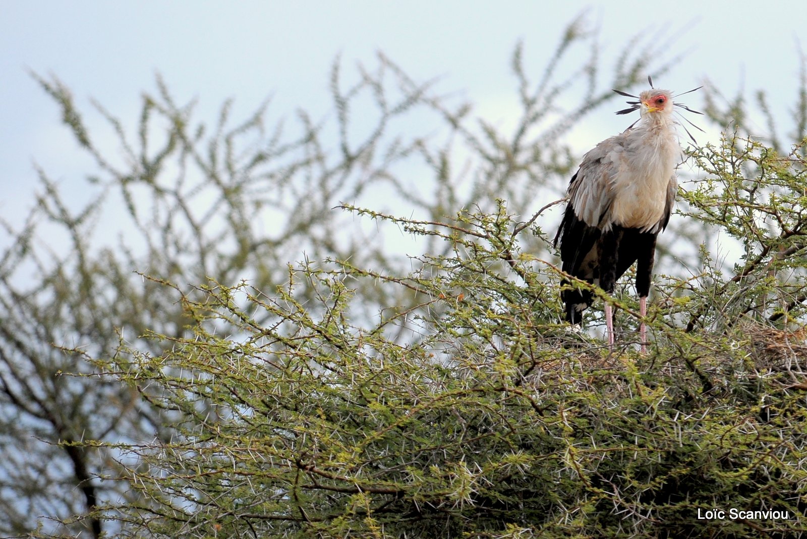 Messager solitaire/Secretary Bird (5)