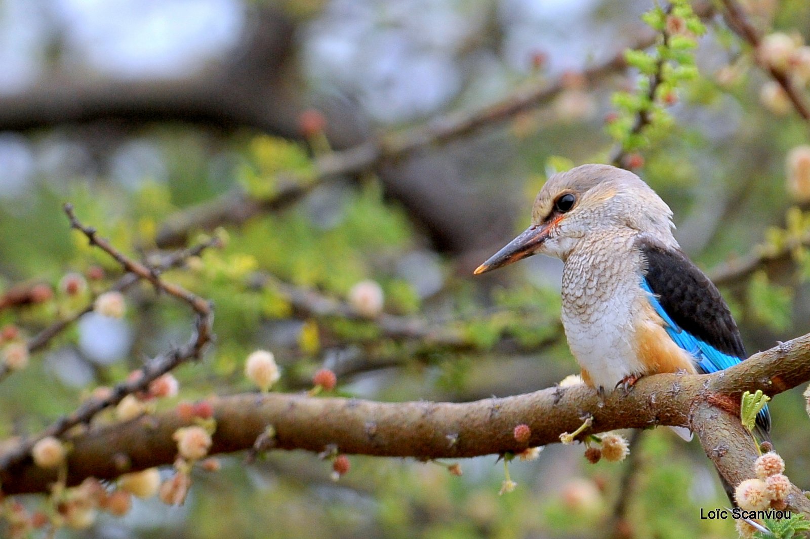 Martin-chasseur à tête grise/Grey-headed Kingfisher (2)