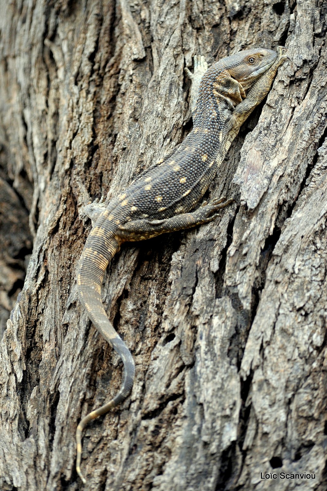 Varan du Nil/African Monitor (1)