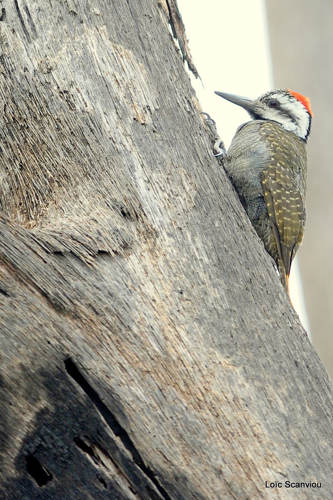 Pic de Nubie/Nubian Woodpecker (3)