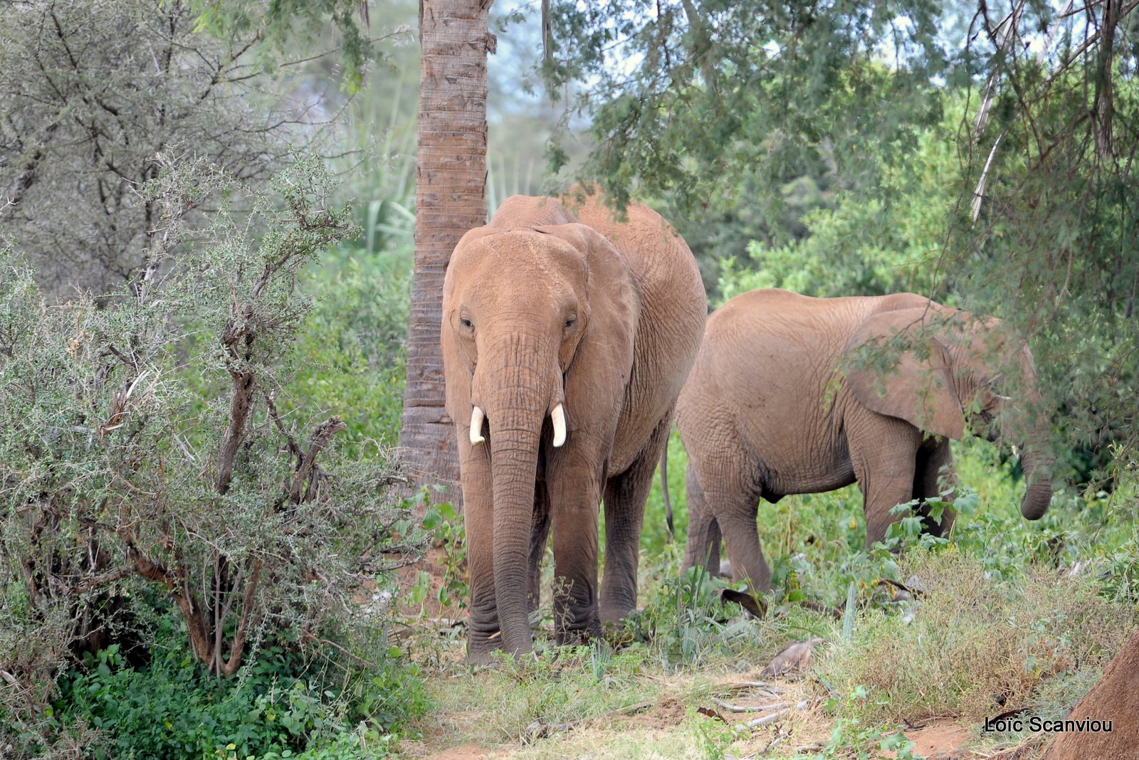 Eléphant (35)