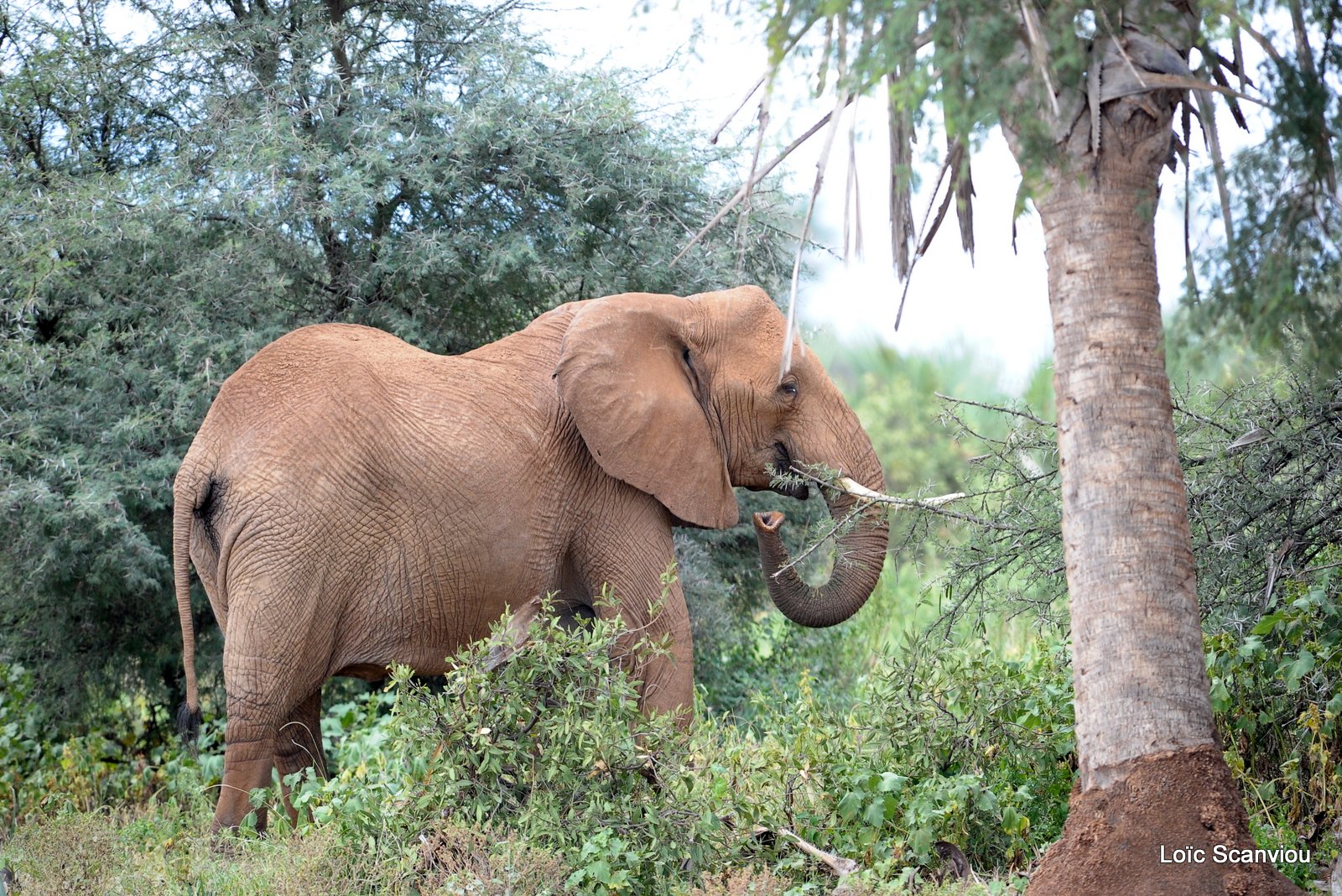 Eléphant (36)