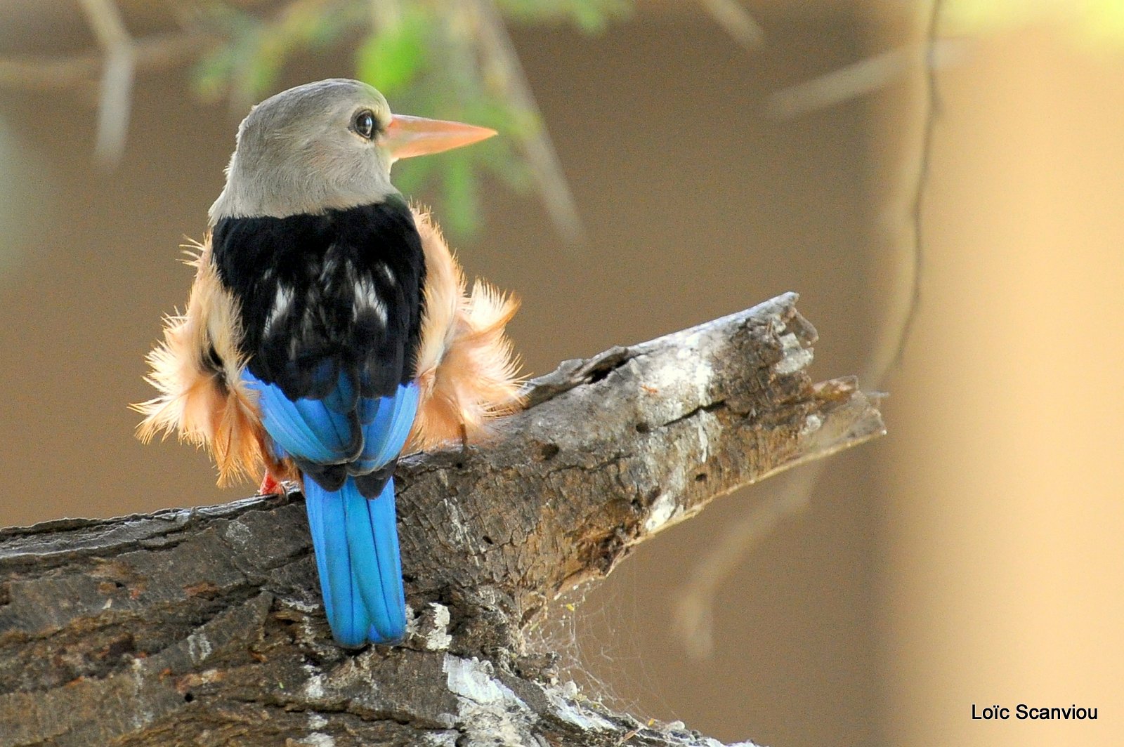 Martin-chasseur à tête grise/Grey-headed Kingfisher (3)