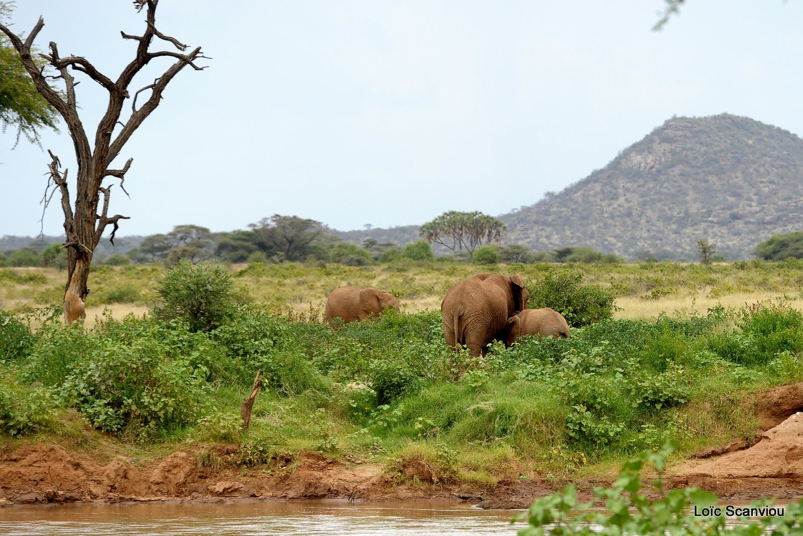 Eléphant (37)