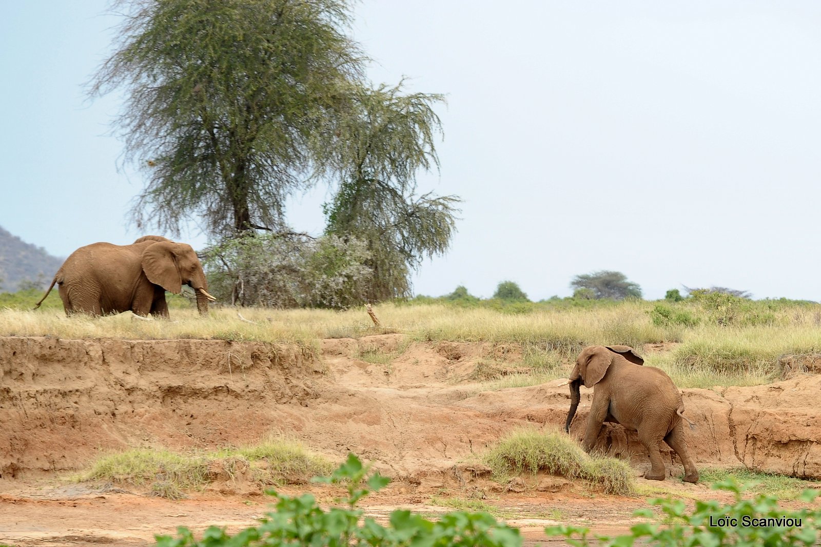 Eléphant (38)