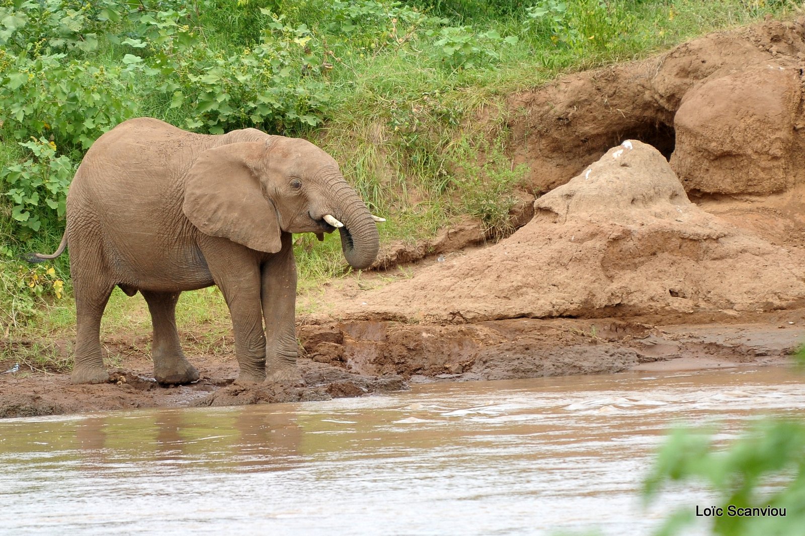 Eléphant (41)