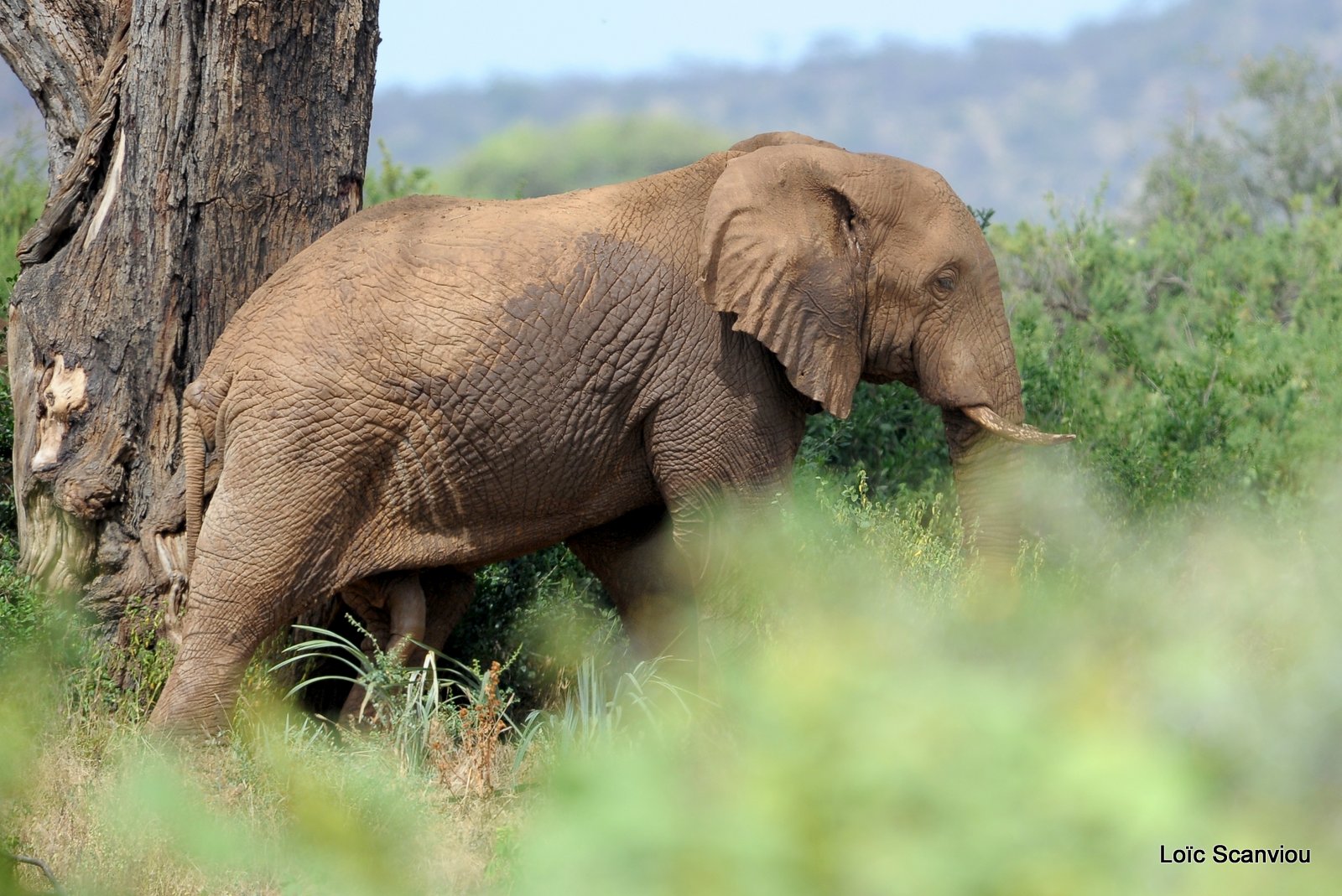 Eléphant (42)