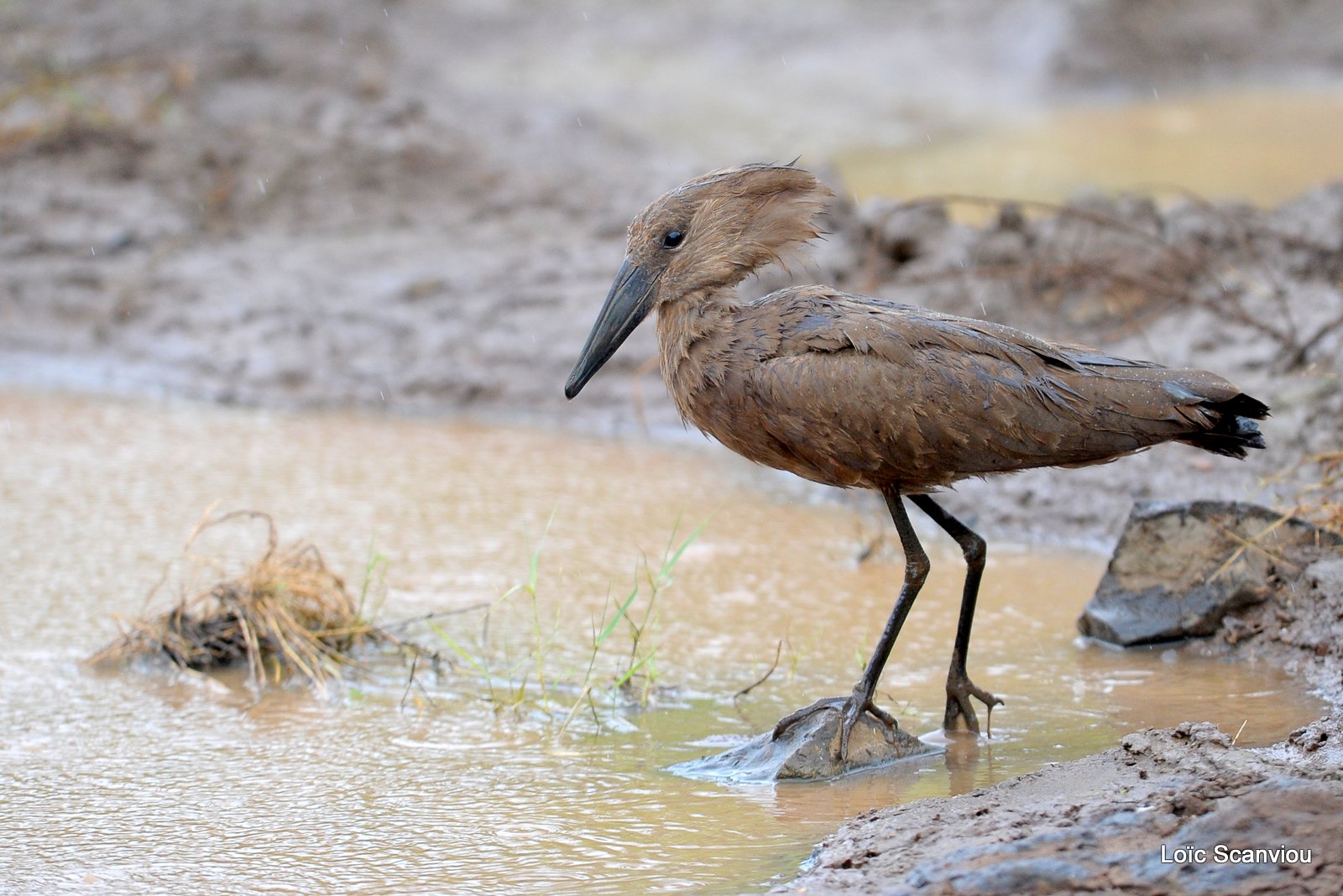 Ombrette/Hamerkop (1)