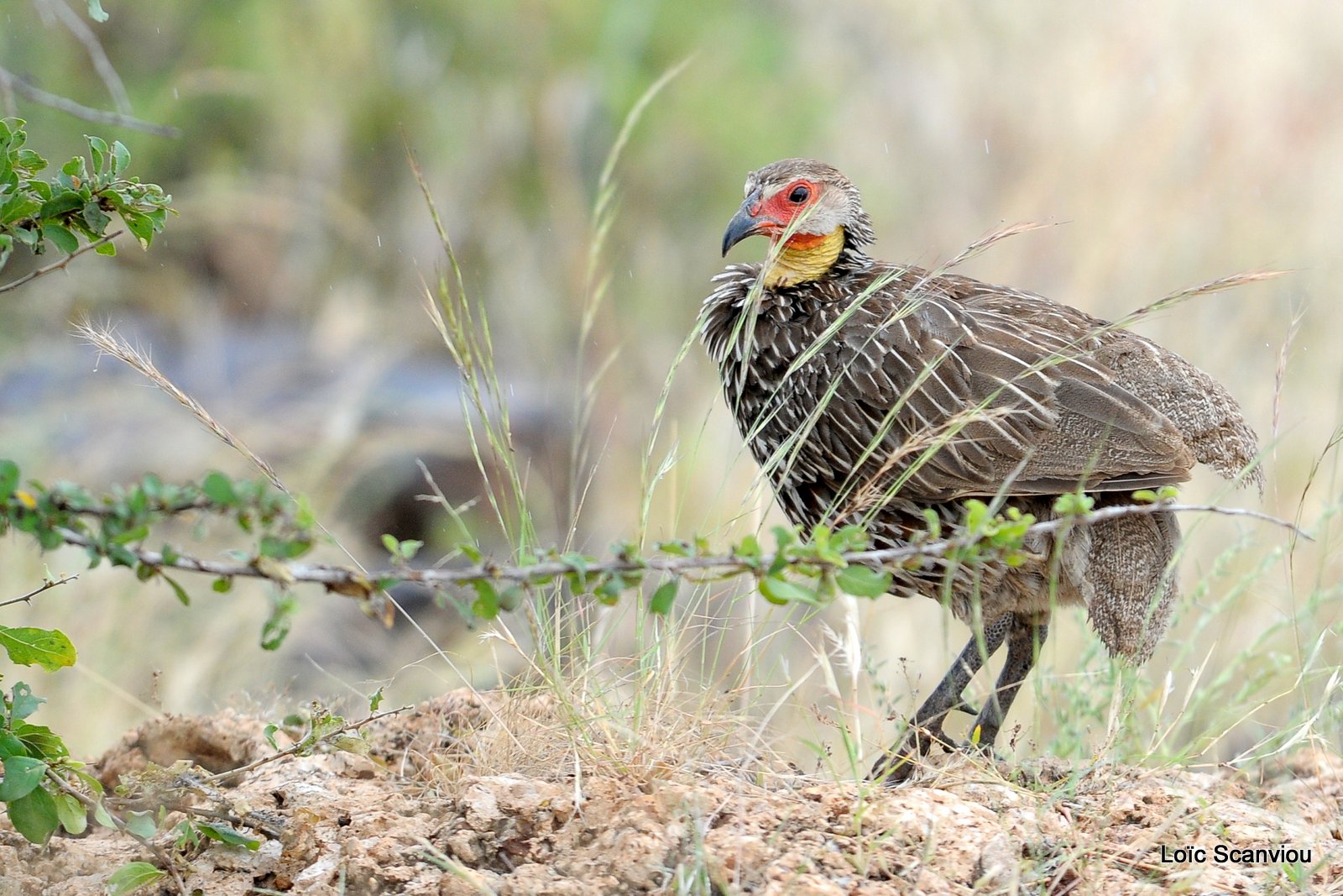 SFrancolin à cou jaune/Yellow-necked Spurfowl (1)