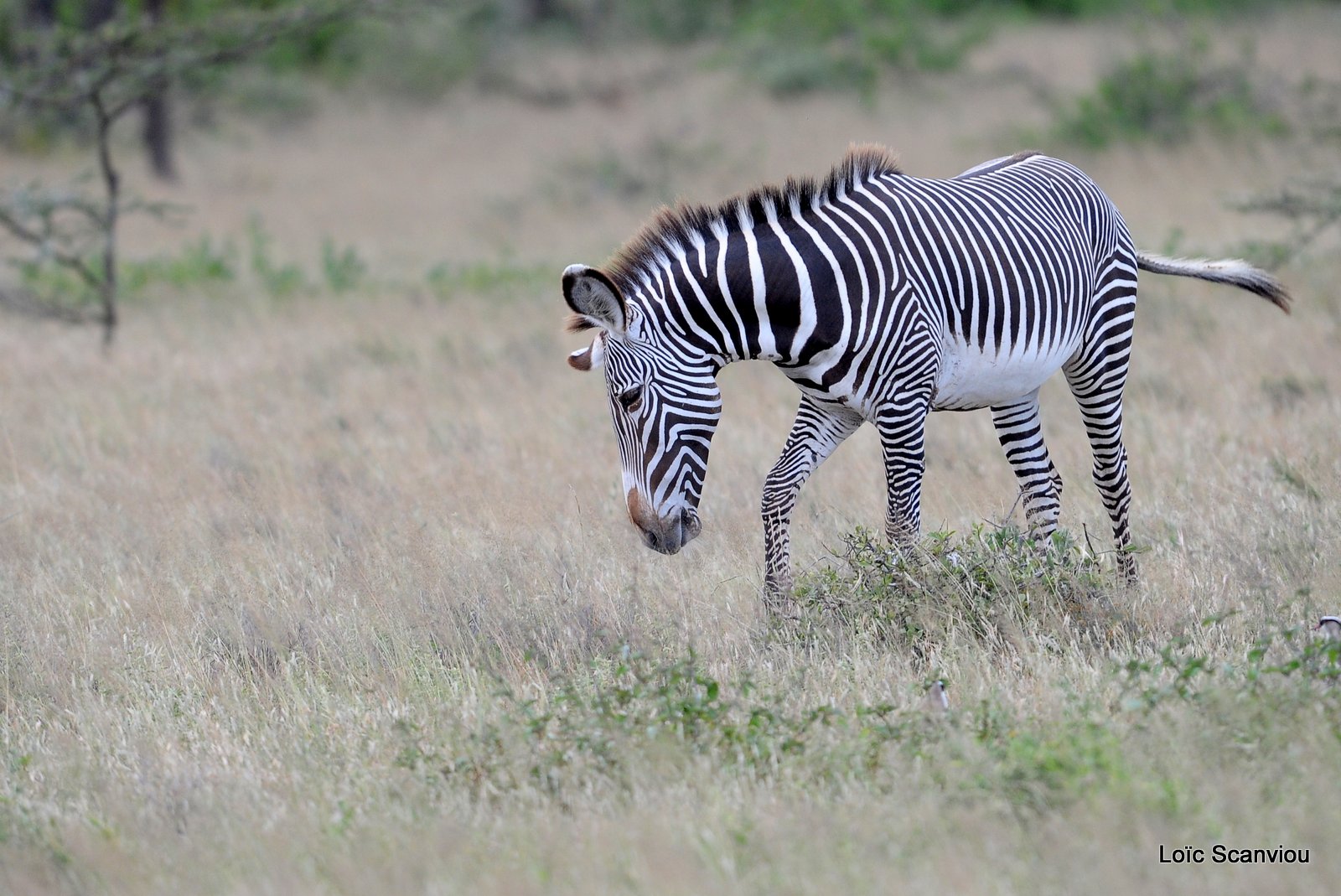 Zèbre de Grévy/Grevy's Zebra (1)