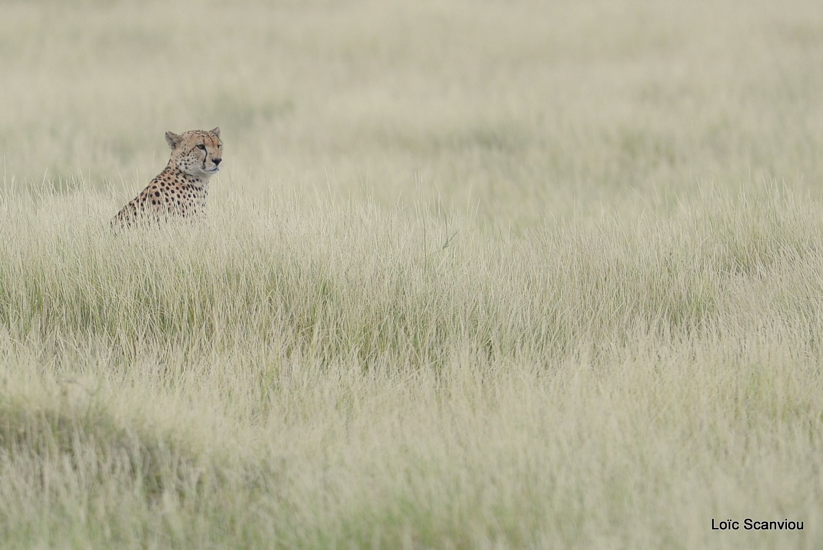 Guépard/Cheetah (9)