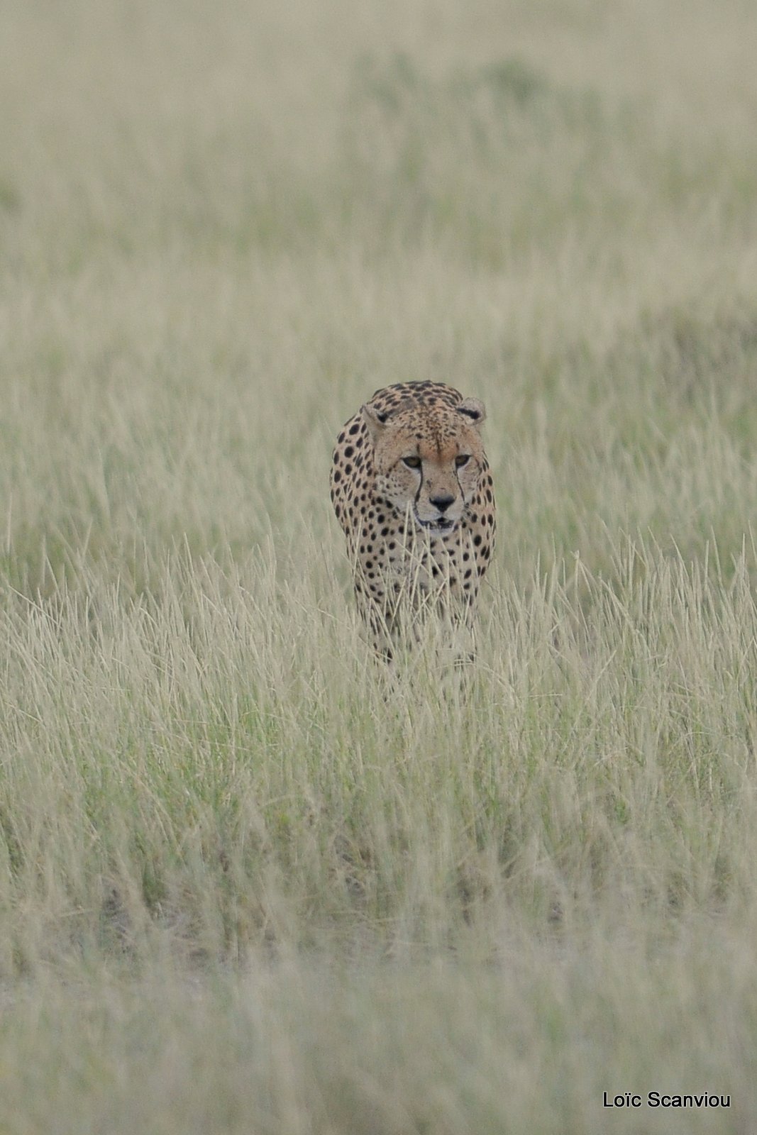 Guépard/Cheetah (10)
