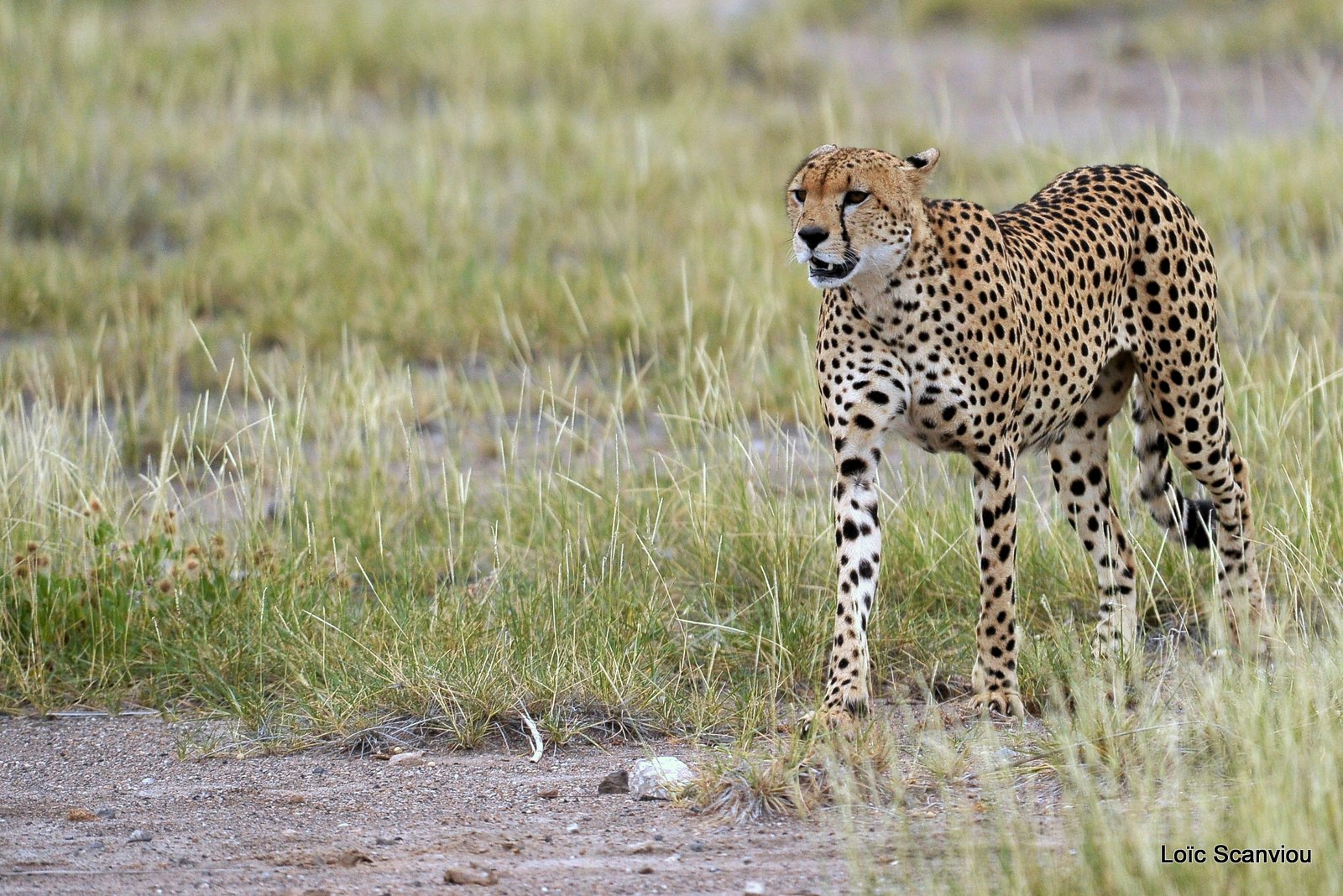 Guépard/Cheetah (11)