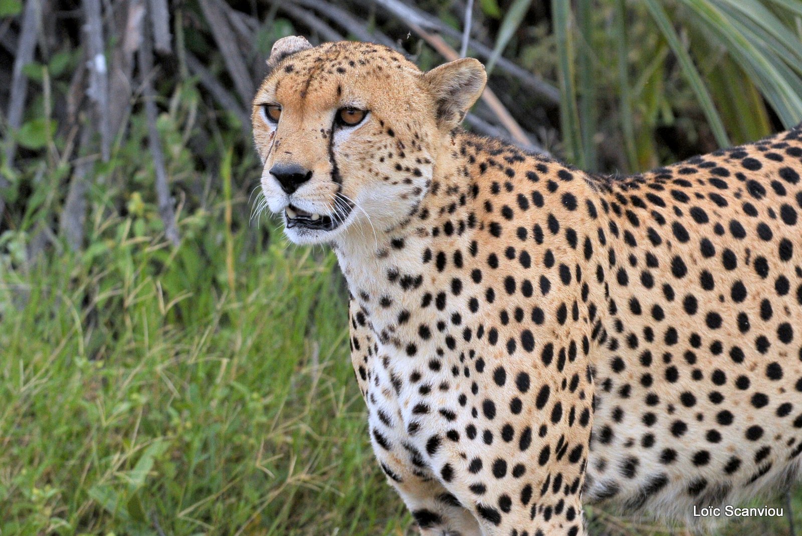 Guépard/Cheetah (12)