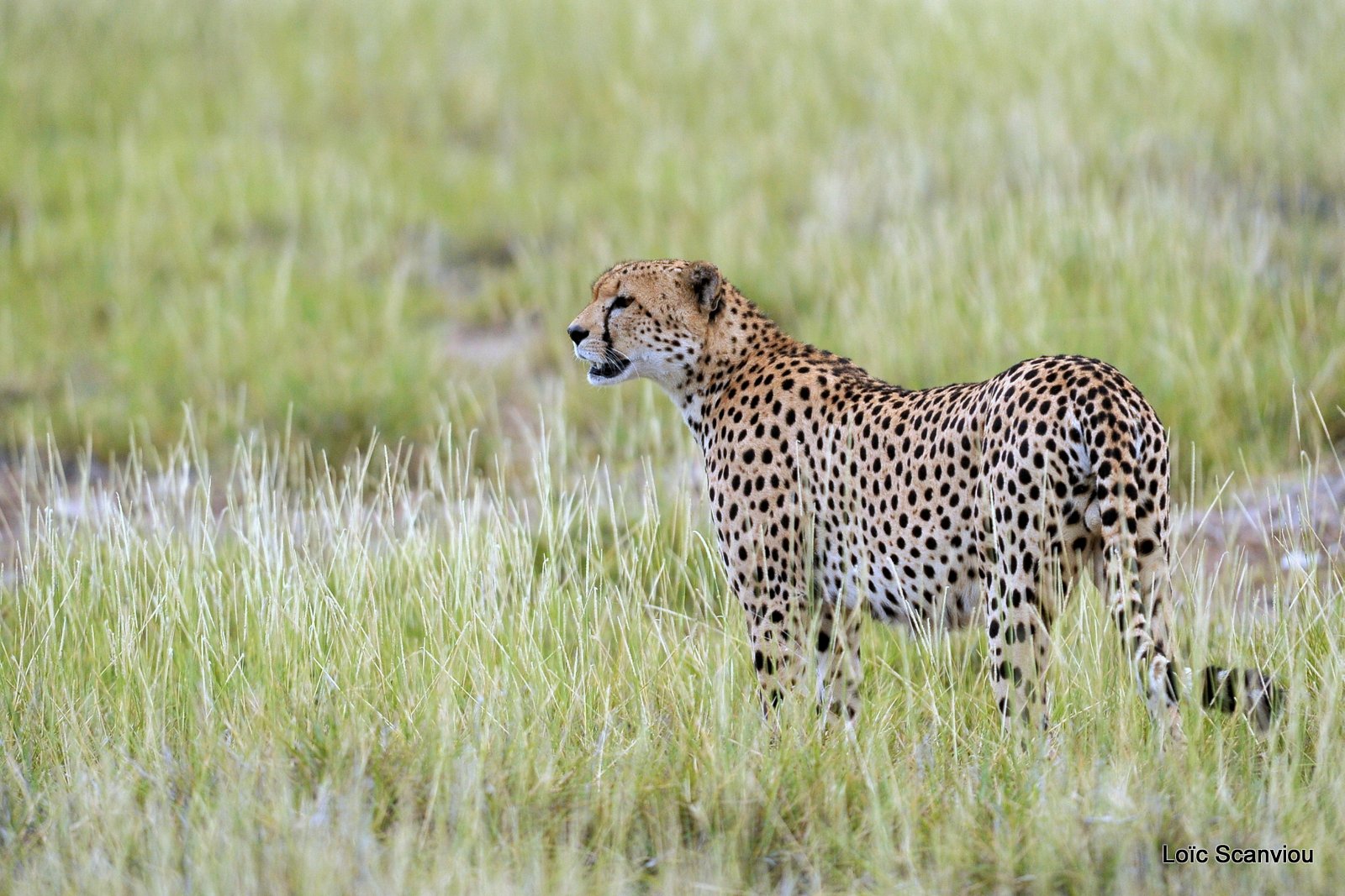 Guépard/Cheetah (13)