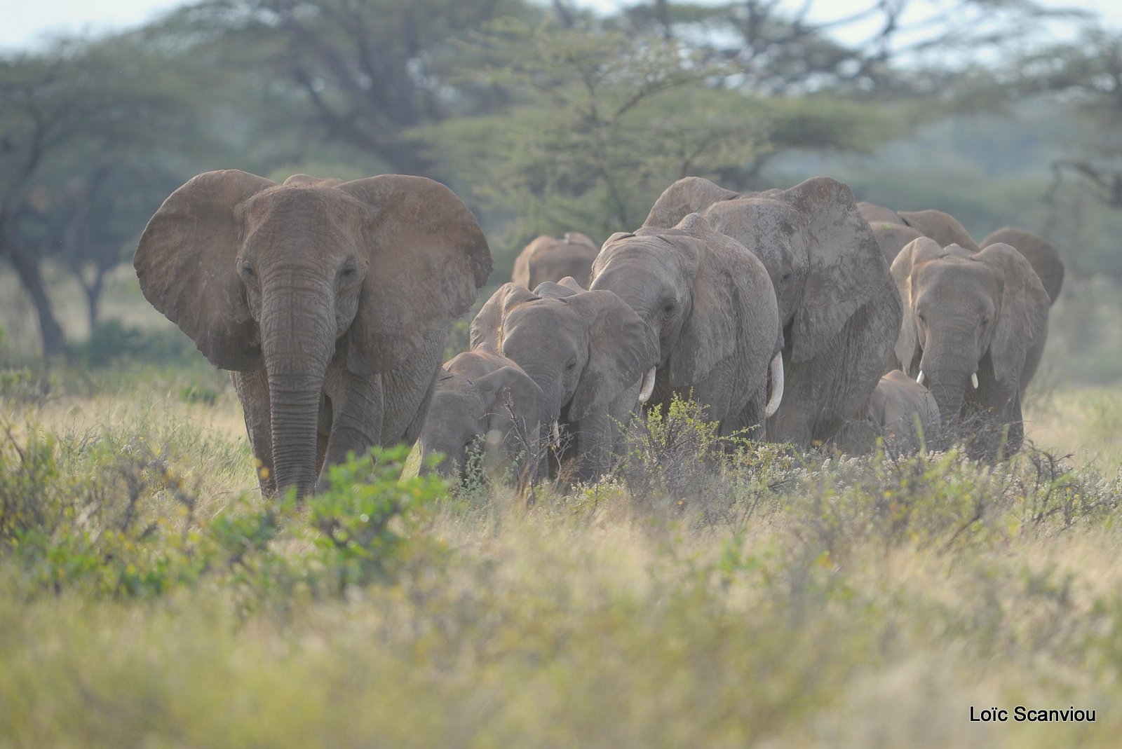 Eléphant (43)