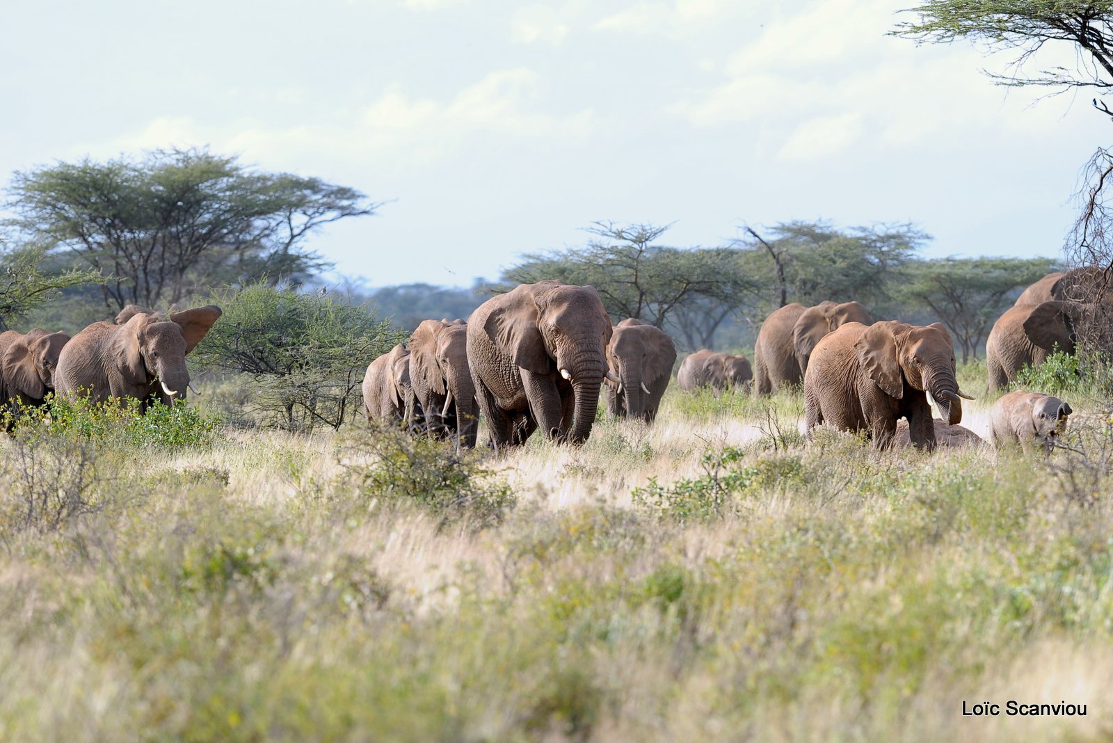 Eléphant (44)