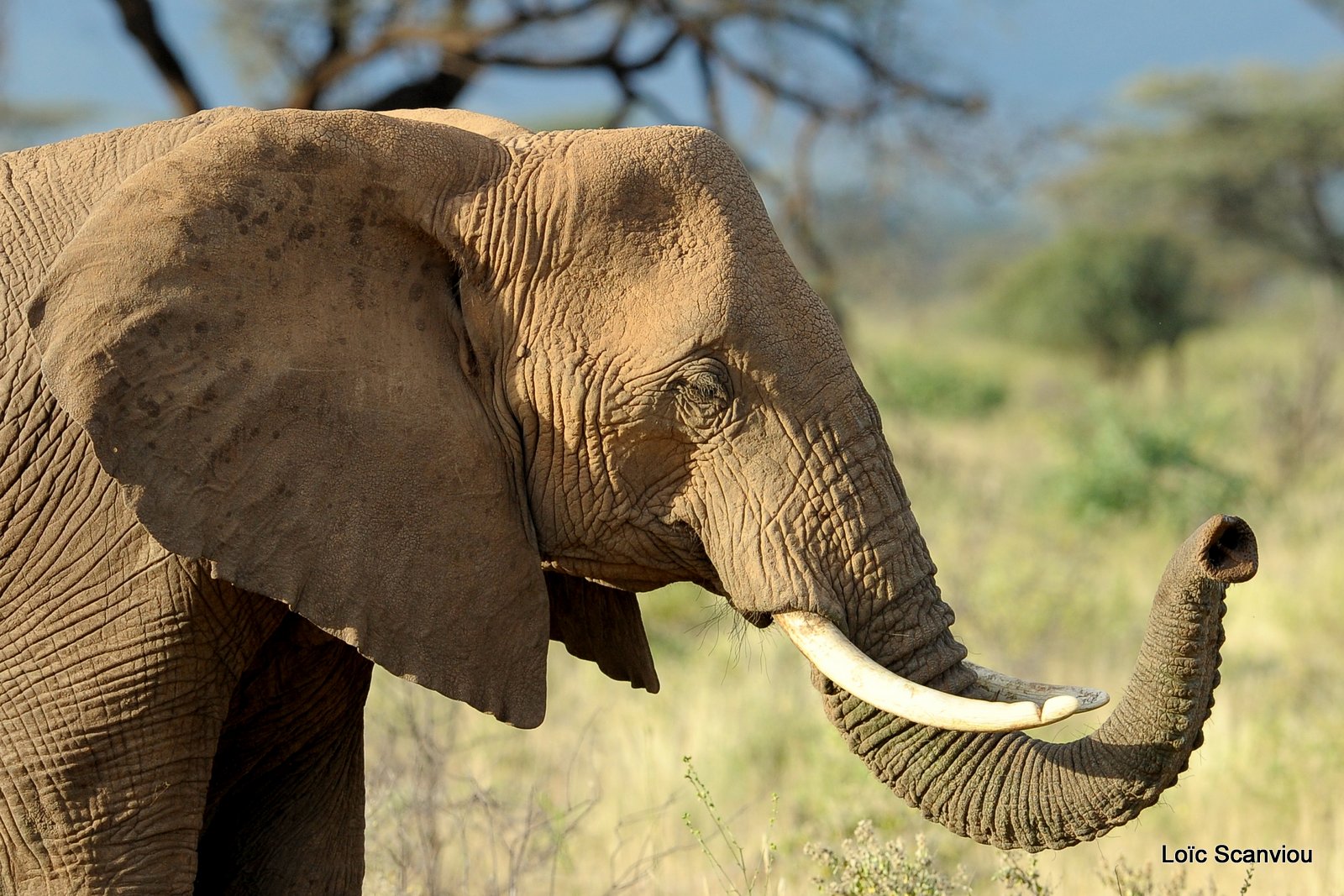 Eléphant (45)