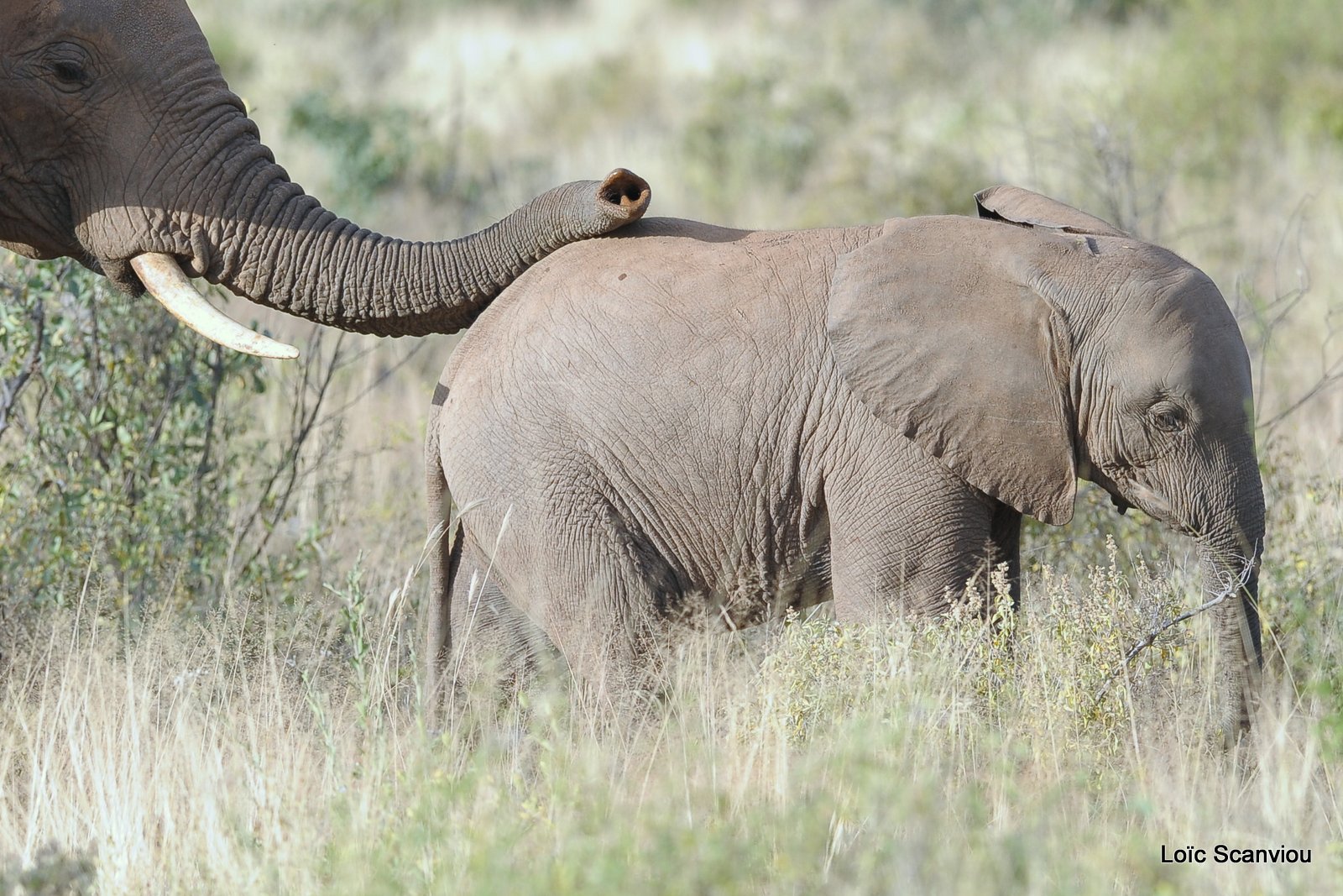 Eléphant (46)