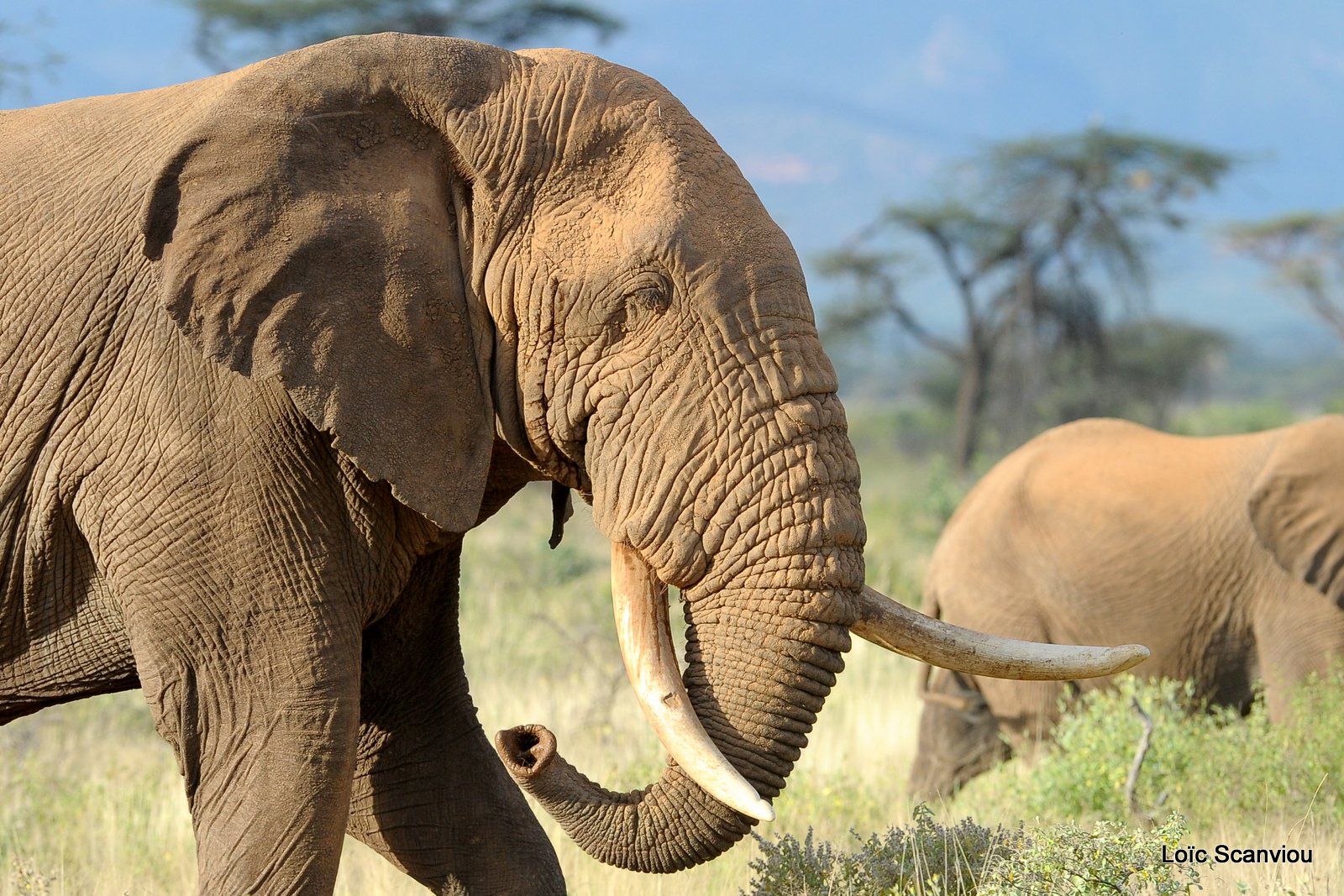 Eléphant (47)
