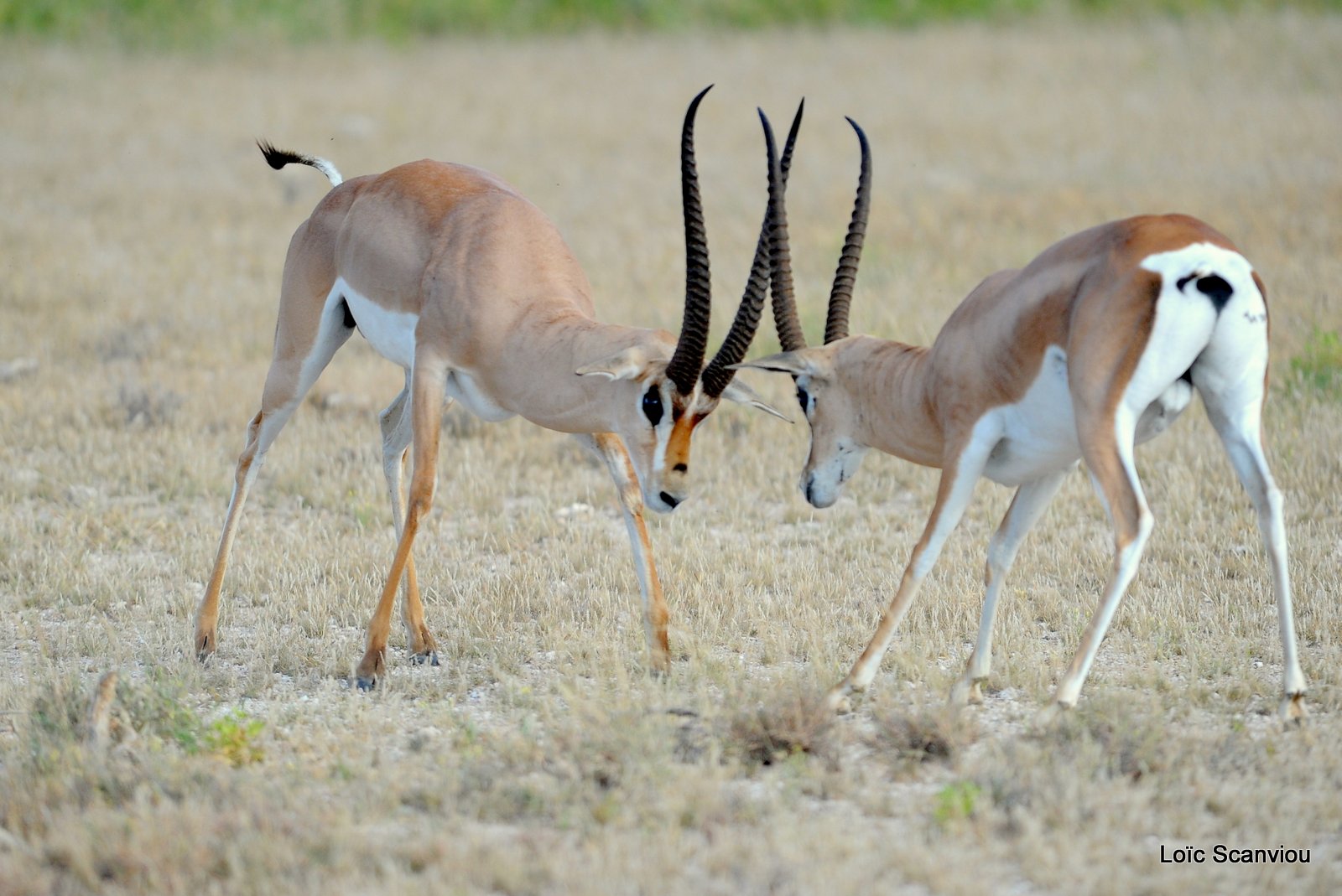 Gazelle de Grant/Grant's Gazelle (2)
