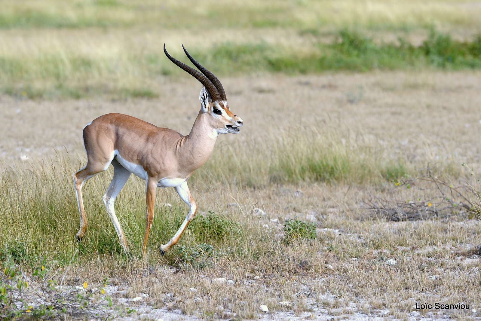 Gazelle de Grant/Grant's Gazelle (4)
