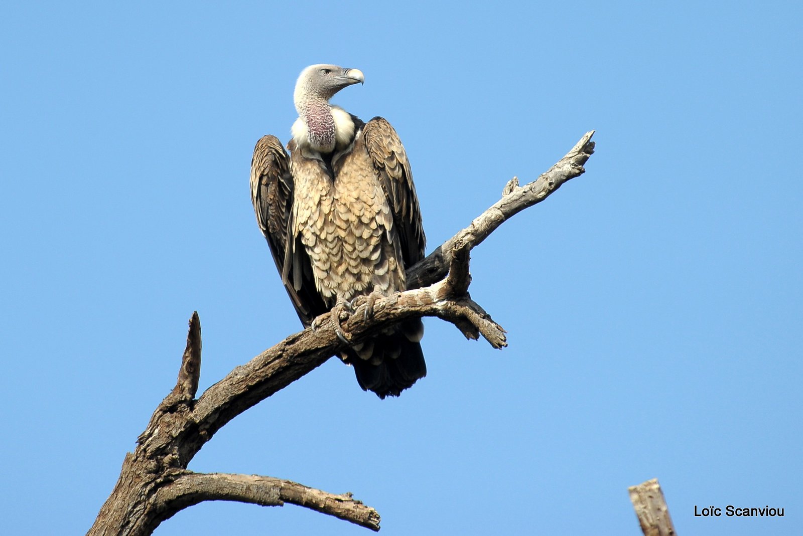 Vautour de Rüppell/Rüppell's Griffon Vulture (1)