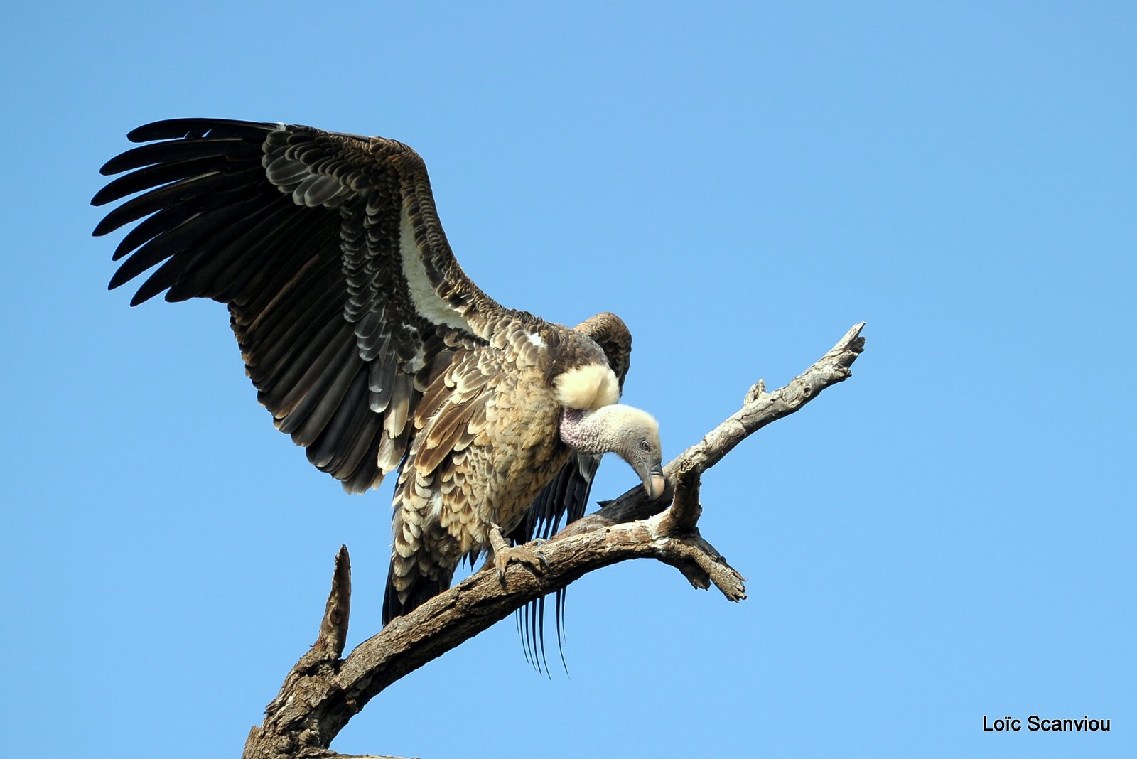 Vautour de Rüppell/Rüppell's Griffon Vulture (2)