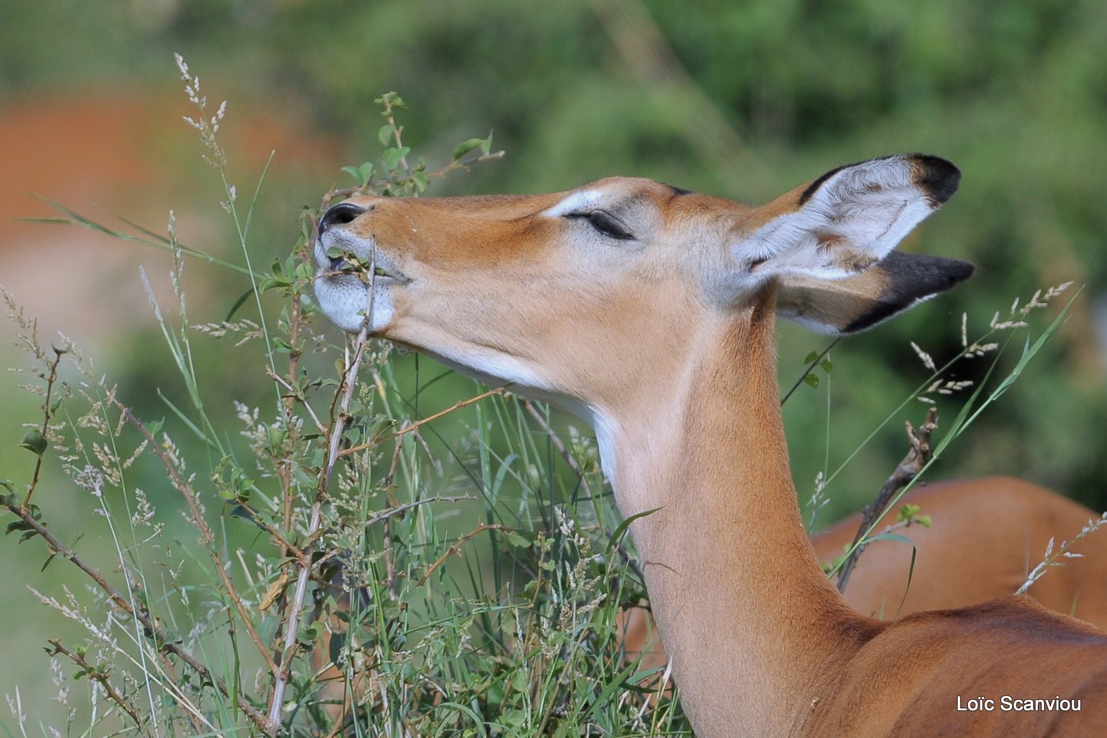 Impala (2)