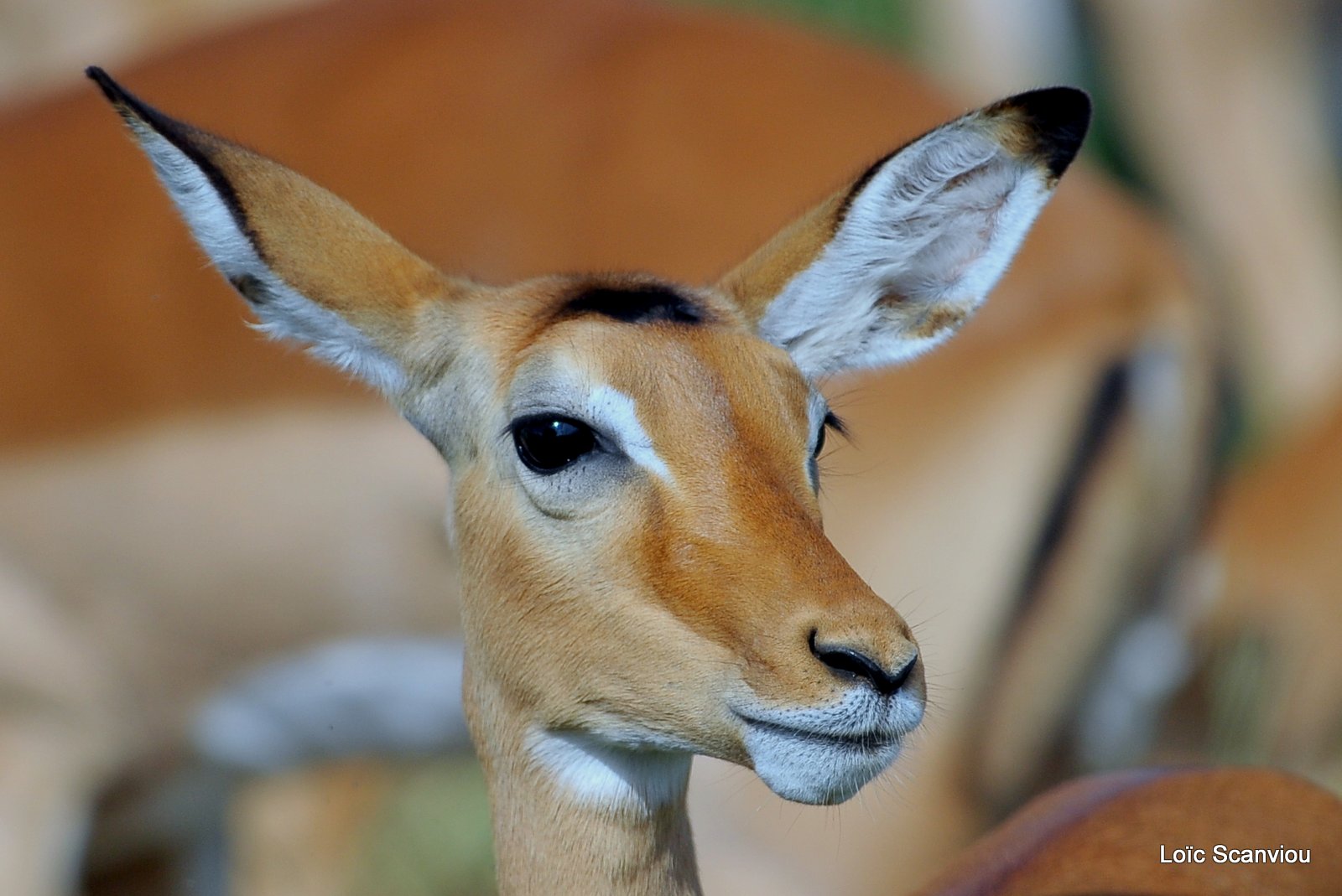 Impala (3)