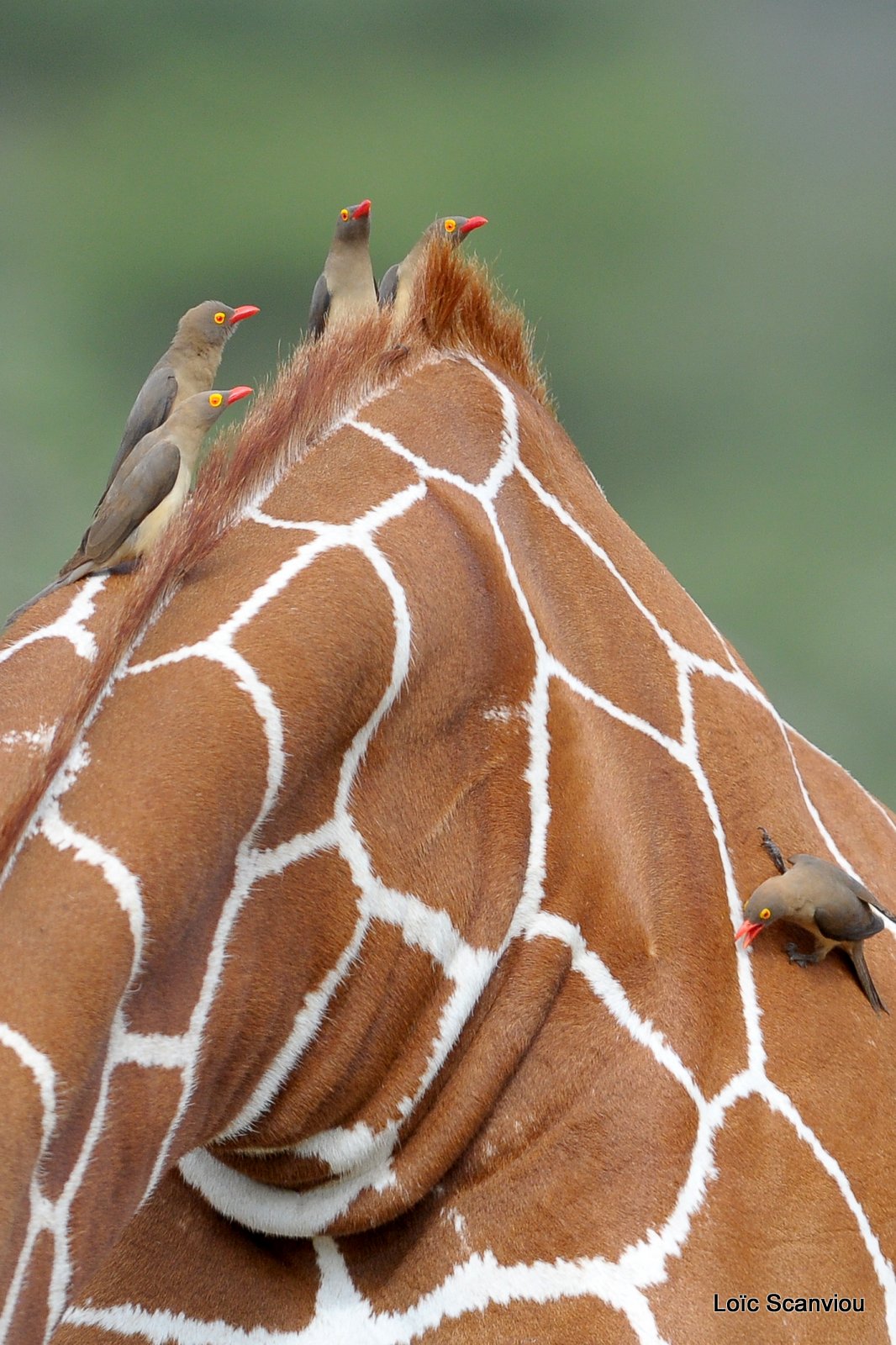 Piqueboeuf à bec rouge/Red-billed Oxpecker (1)
