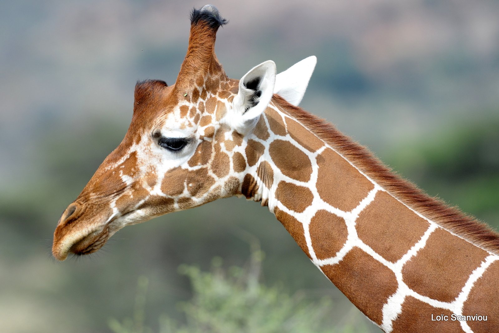 Girafe/Giraffe (5)