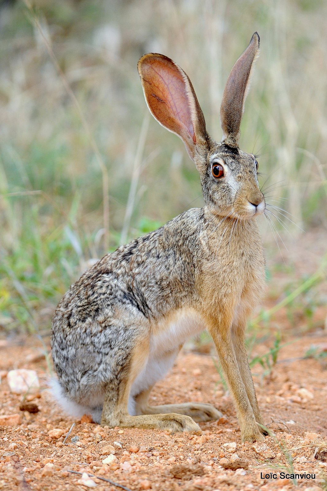 Lièvre/Hare (1)